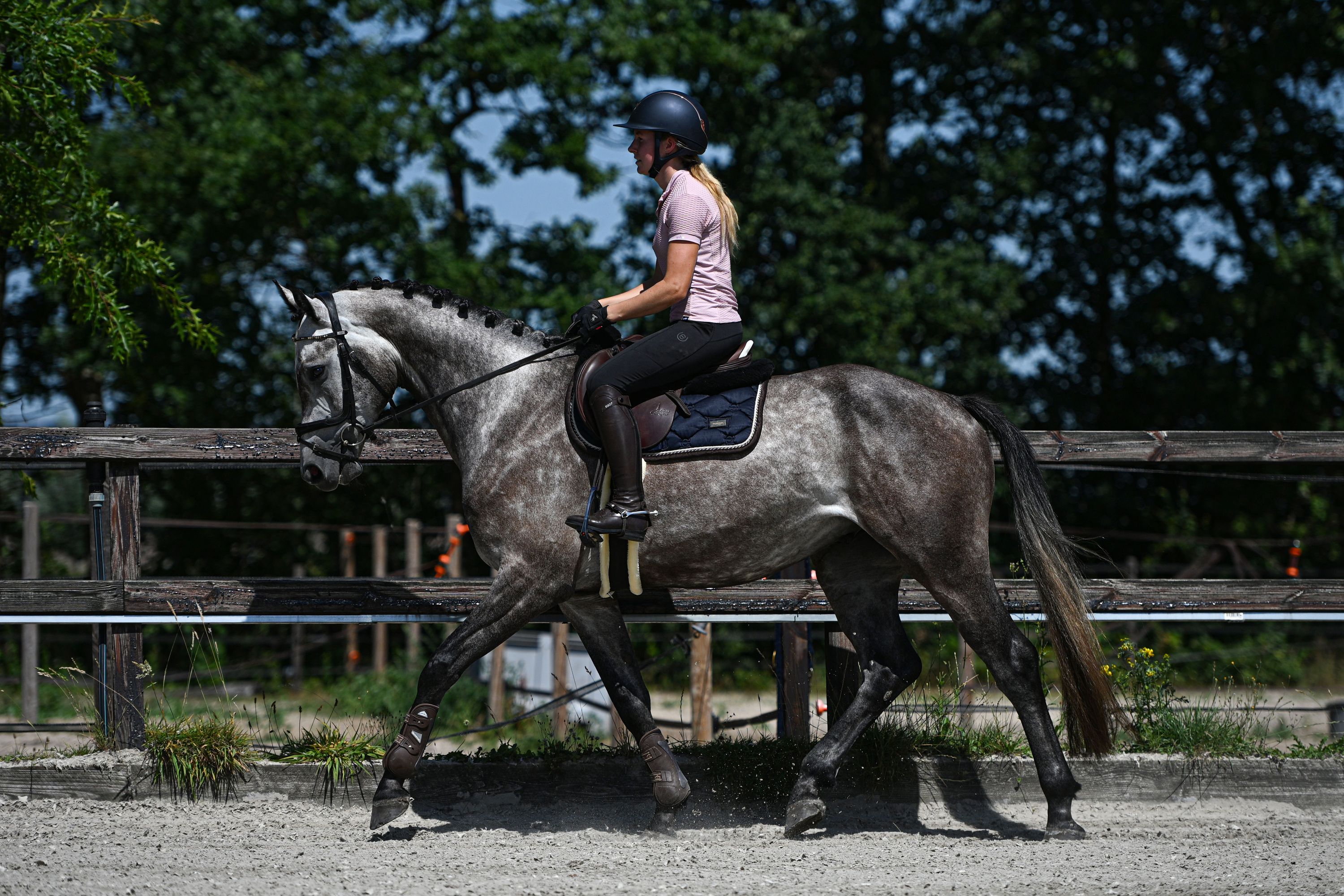 KWPN allrounder ruin 3 jaar schimmel te koop - Foto 2