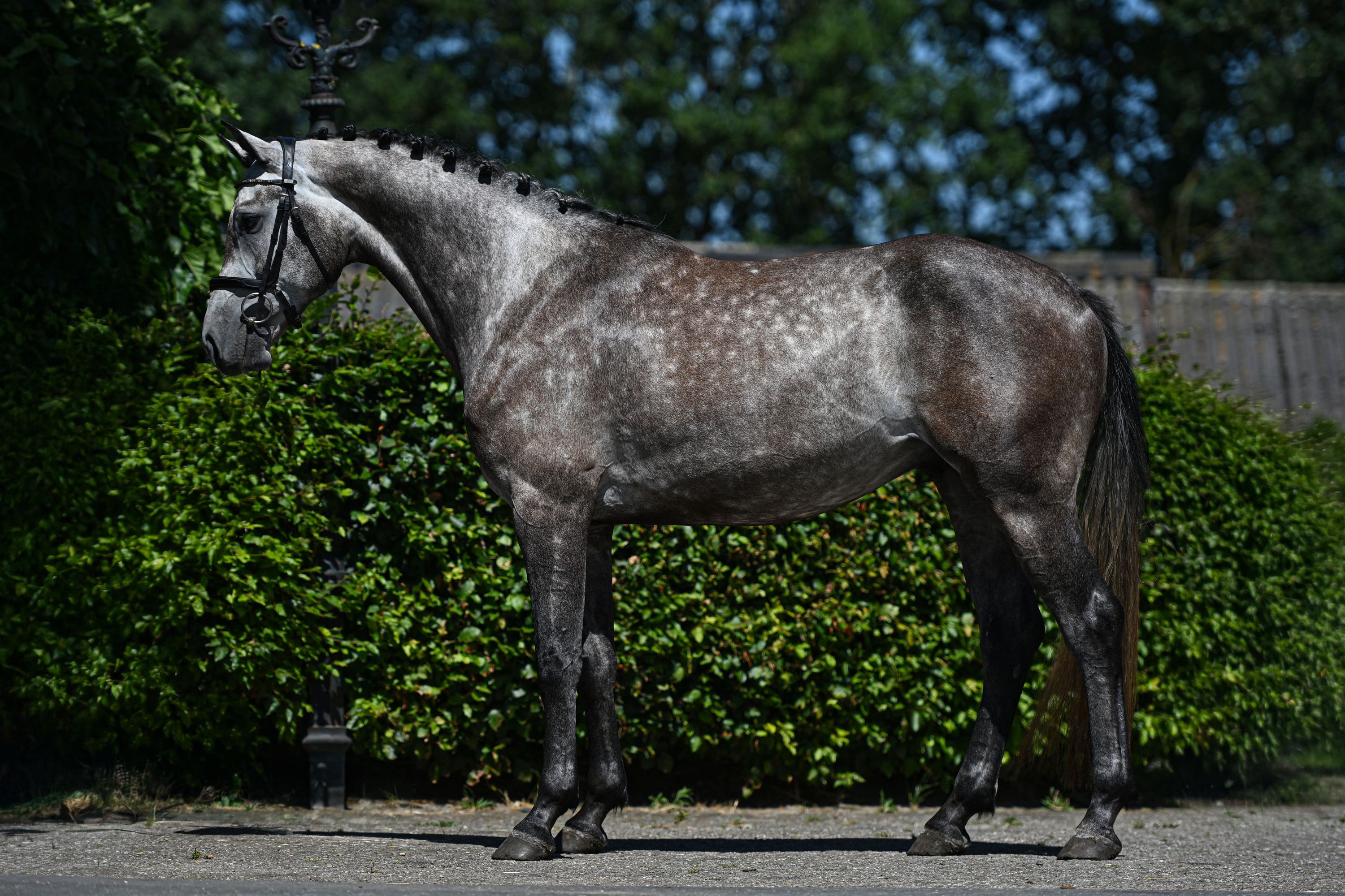 KWPN allrounder ruin 3 jaar schimmel te koop - Foto 4