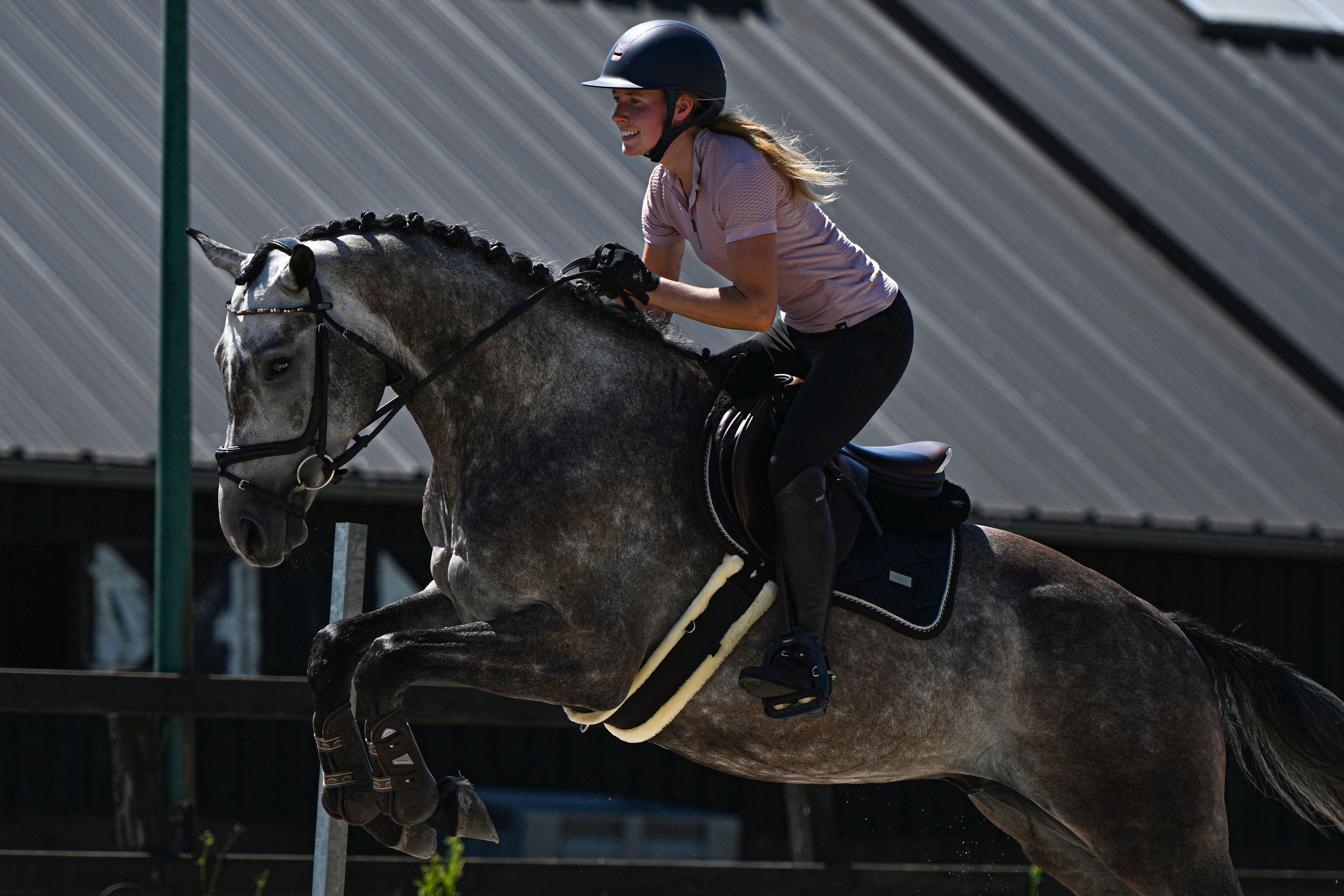 KWPN allrounder ruin 3 jaar schimmel te koop - Foto 5