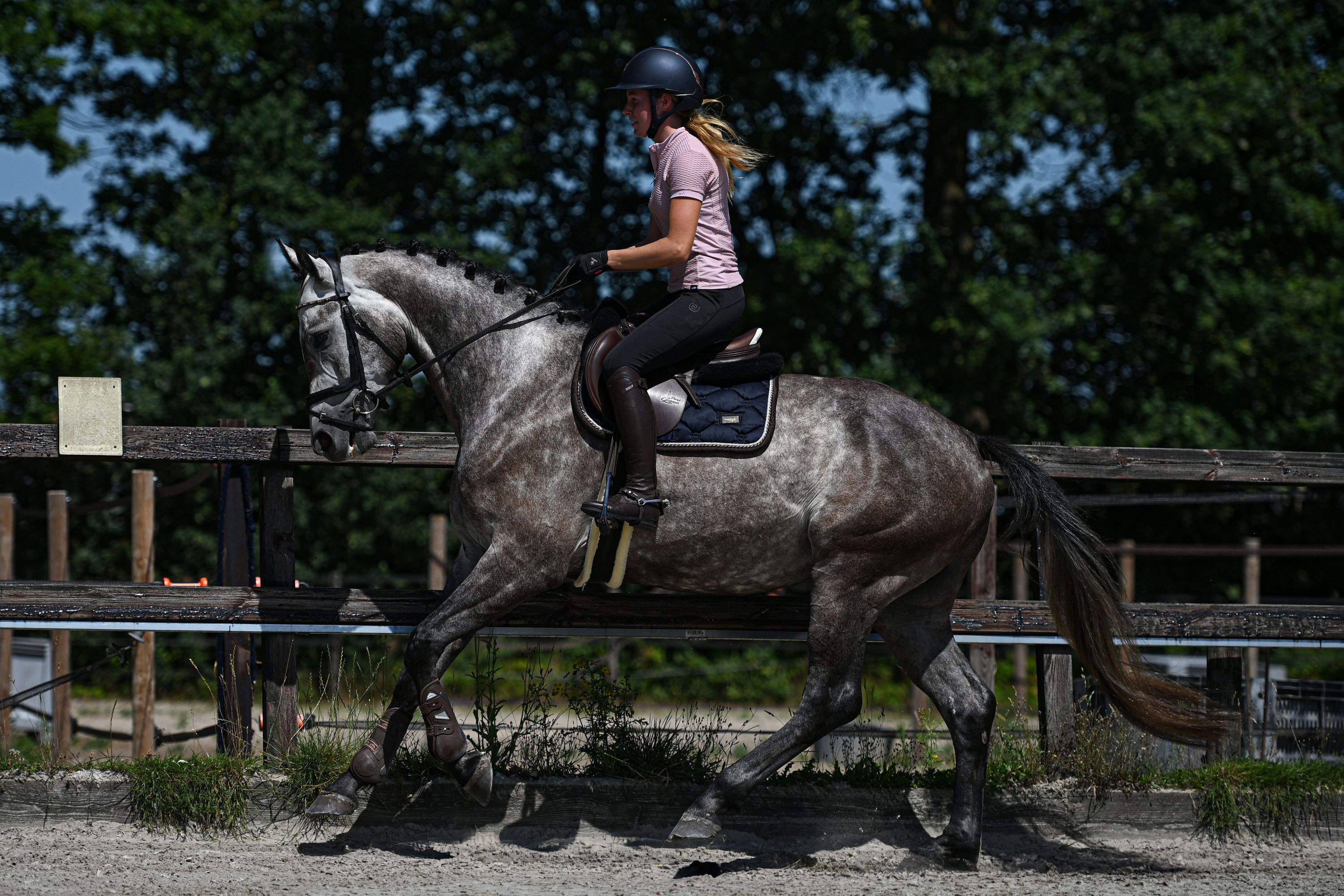 KWPN allrounder ruin 3 jaar schimmel te koop - Foto 3