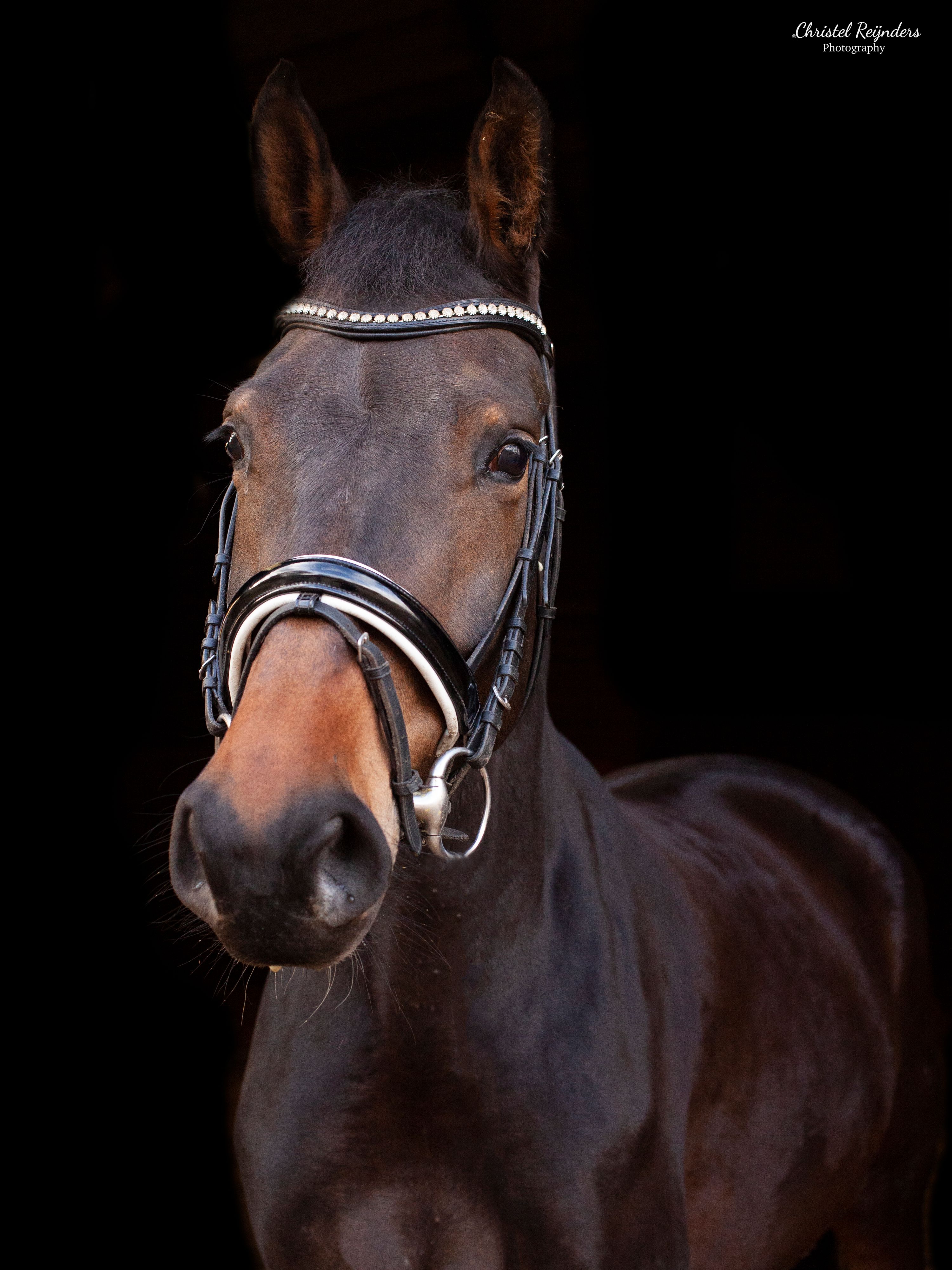 Lieve merrie met veel dressuur potentieel