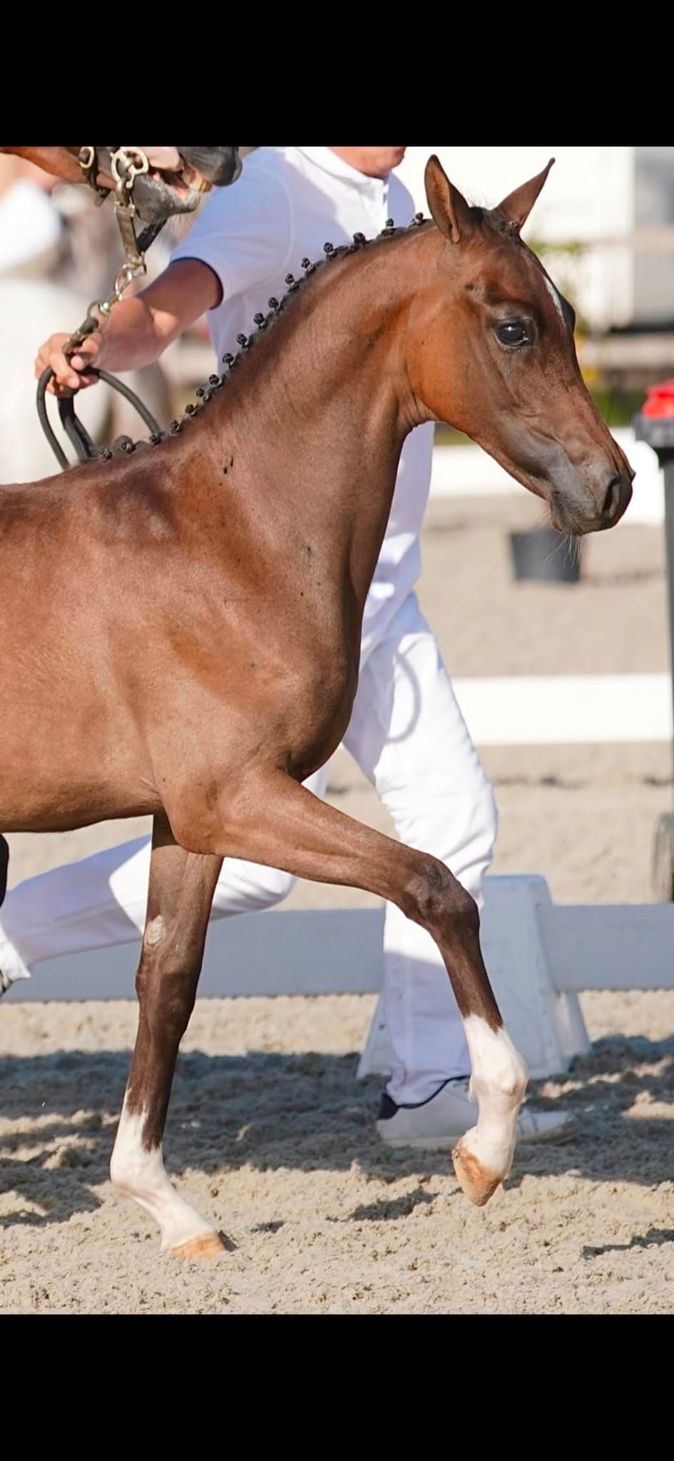 welsh pony hengst 0 岁 donkerbruin 出售 - 照片 3