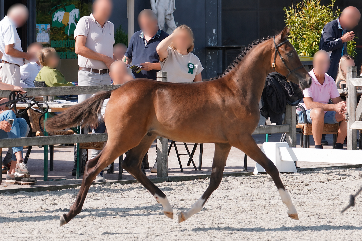 welsh pony hengst 0 岁 donkerbruin 出售 - 照片 2