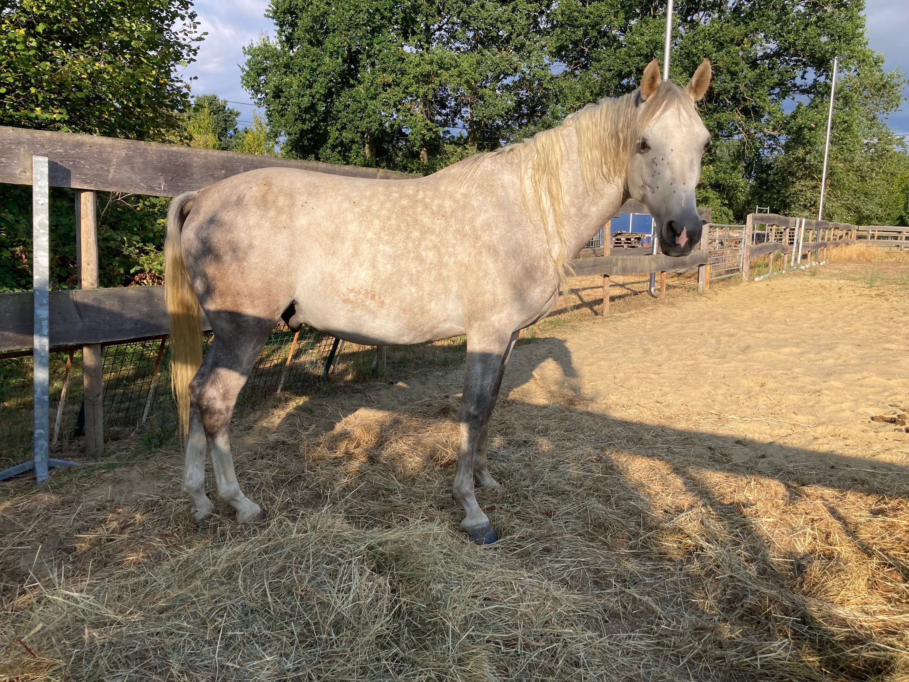 6 jarige Schimmel Ruin
