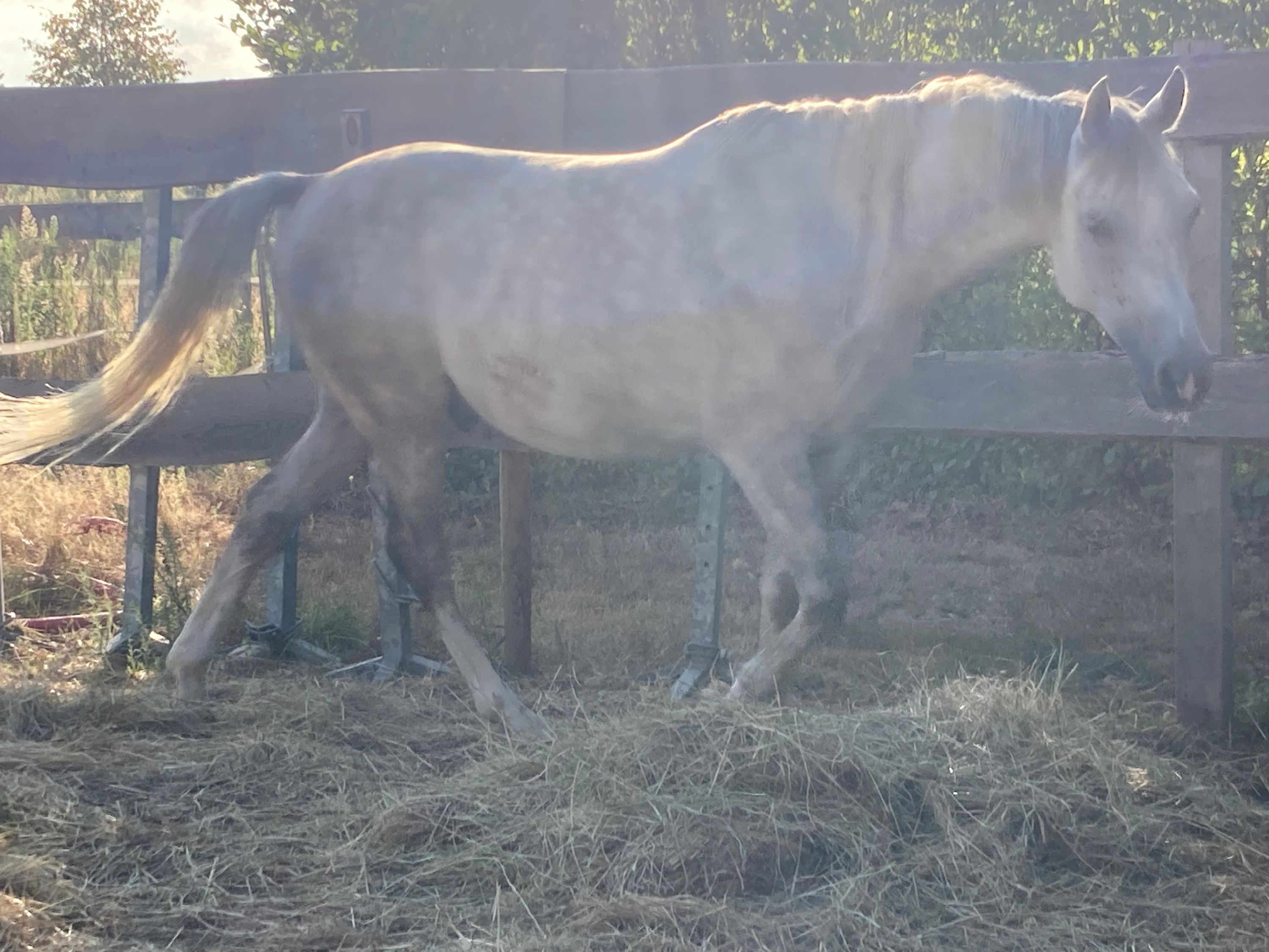 anglo-europees allrounder ruin 6 jaar schimmel te koop - Foto 2