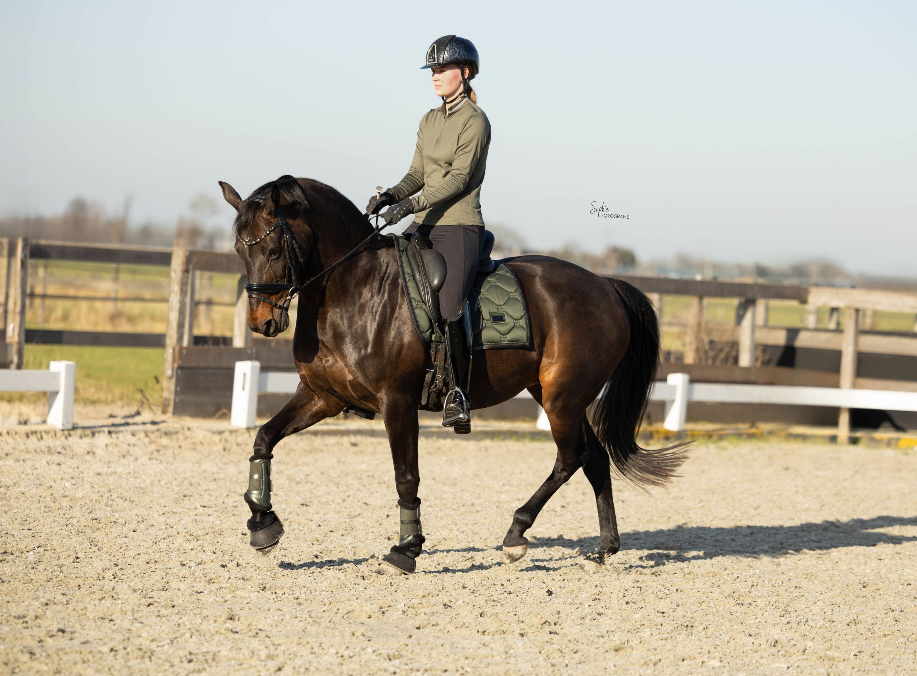 kwpn dressuurpaard merrie 14 years old donkerbruin for sale - Photo 5