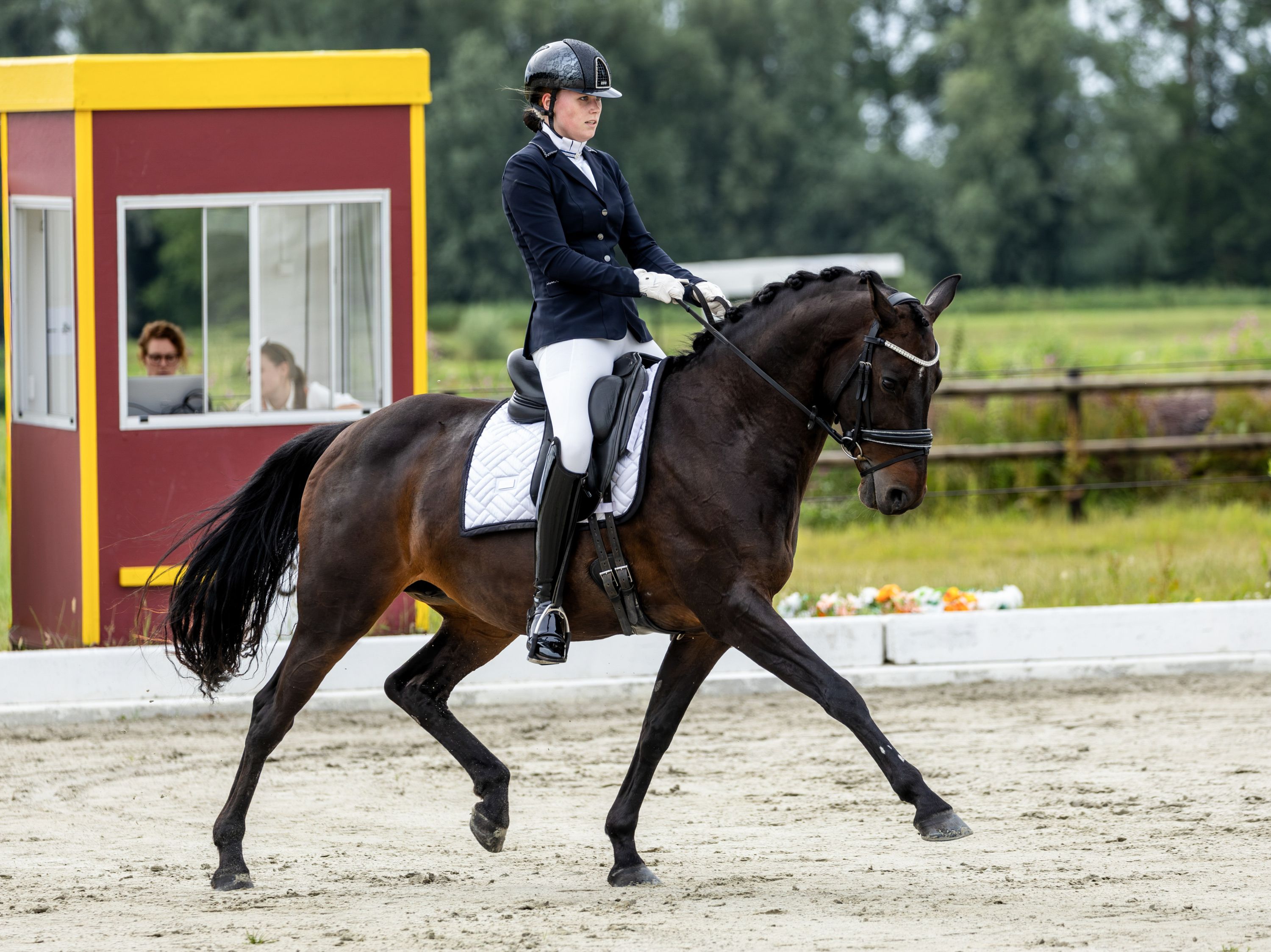kwpn dressuurpaard merrie 14 years old donkerbruin for sale - Photo 2