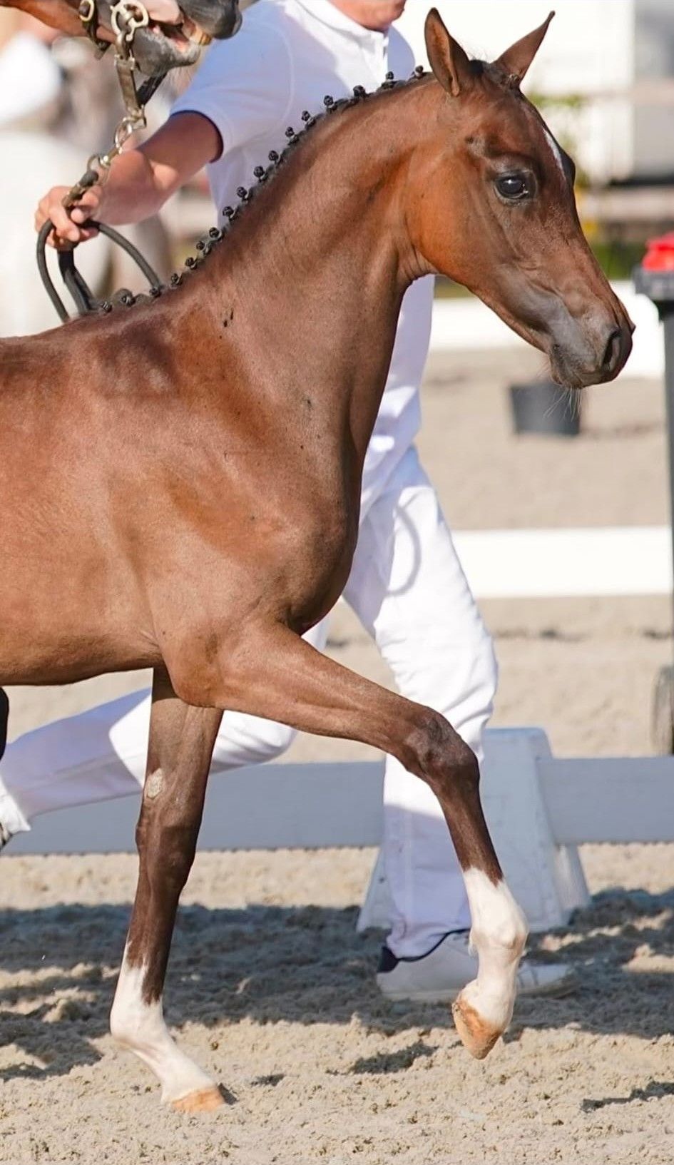 welsh pony hengst 0 Jahre alt donkerbruin zu verkaufen - Foto 3