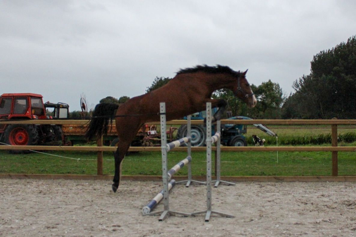 anglo-europees springpaard merrie 8 岁 bruin 出售 - 照片 3