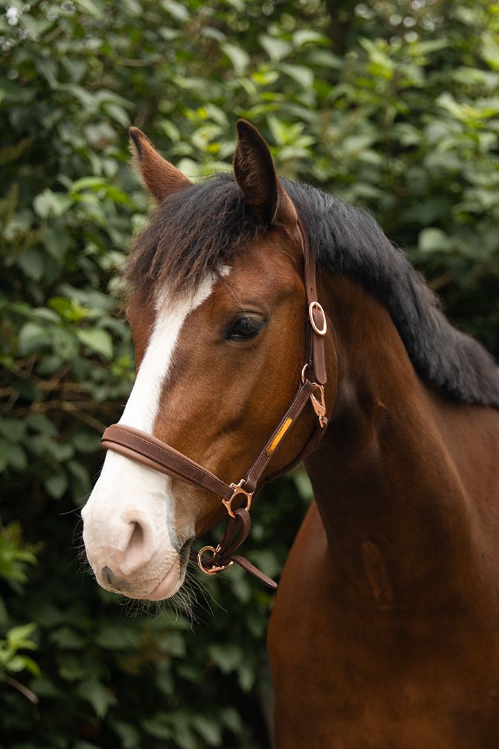 anglo-europees springpaard merrie 8 岁 bruin 出售 - 照片 5