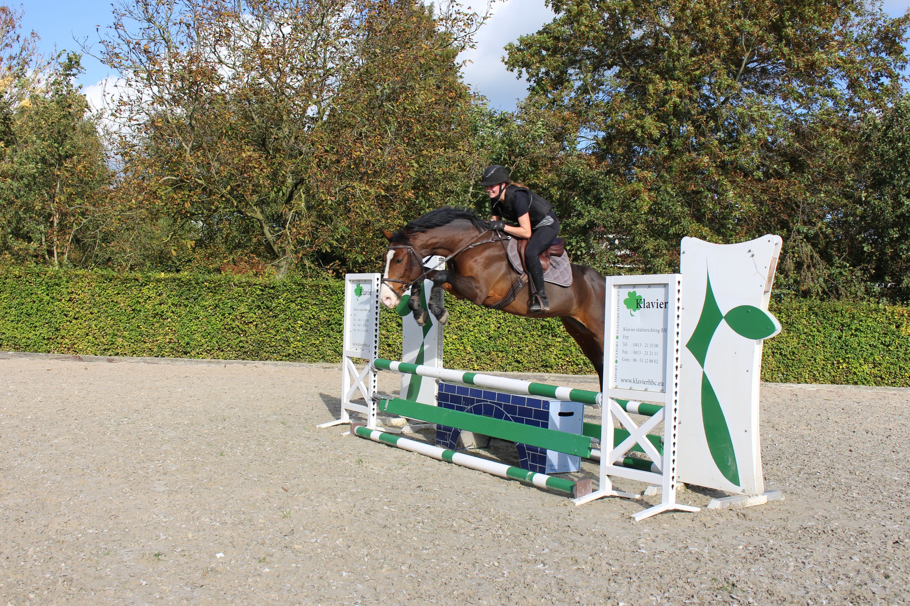 anglo-europees springpaard merrie 8 岁 bruin 出售 - 照片 6