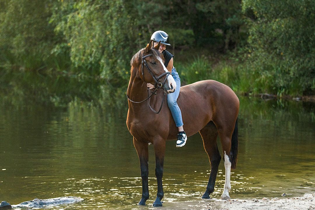 anglo-europees springpaard merrie 8 岁 bruin 出售 - 照片 4