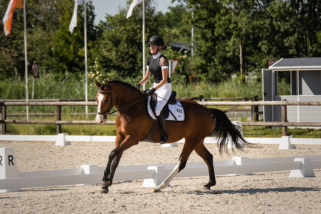 anglo-europees springpaard merrie 8 岁 bruin 出售 - 照片 2
