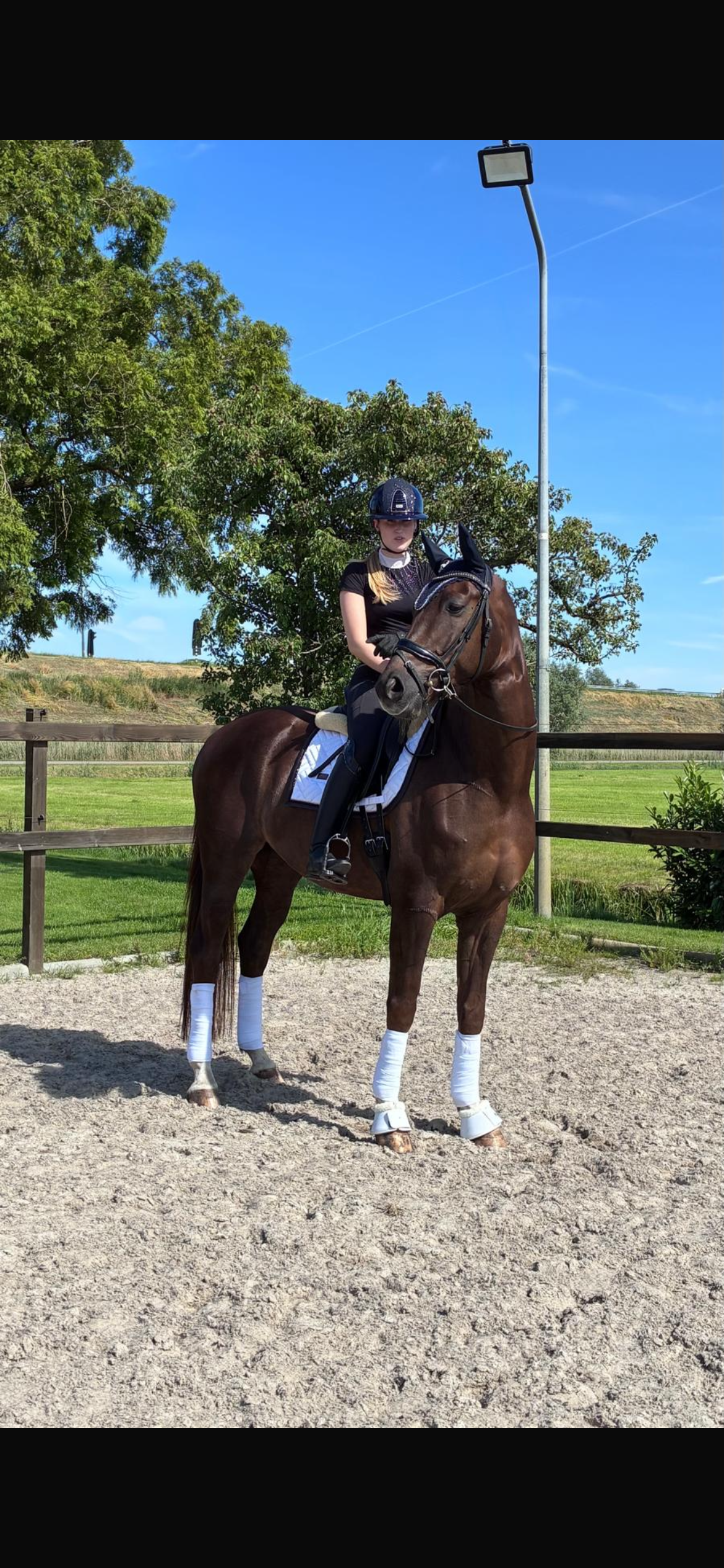 kwpn dressuurpaard ruin 7 anos vos à venda - Foto 2