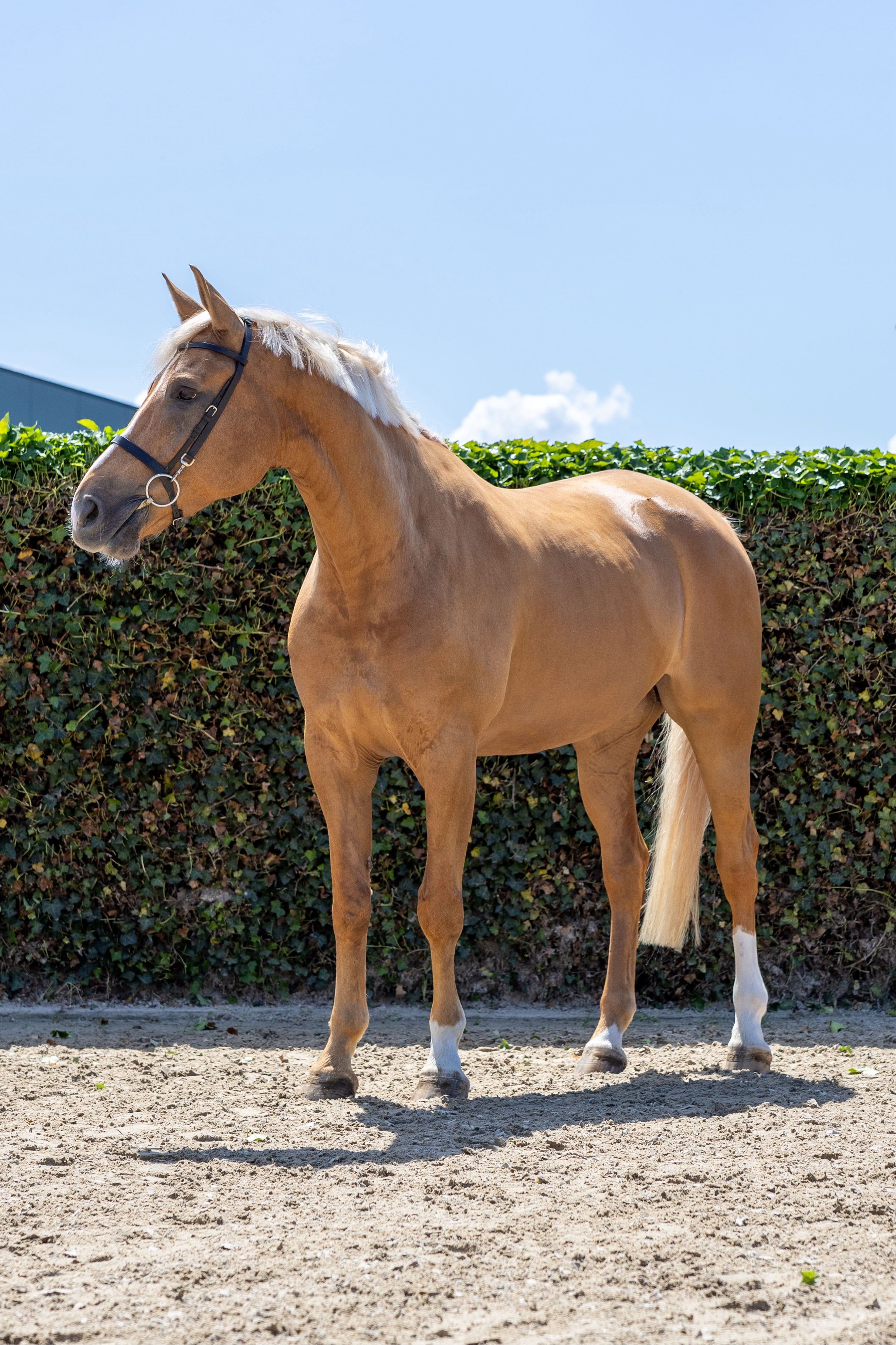westfalen allrounder ruin 8 Jahre alt palomino zu verkaufen - Foto 2