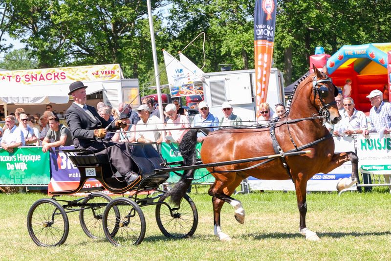 Cheval d'attelage de 6 ans très sage