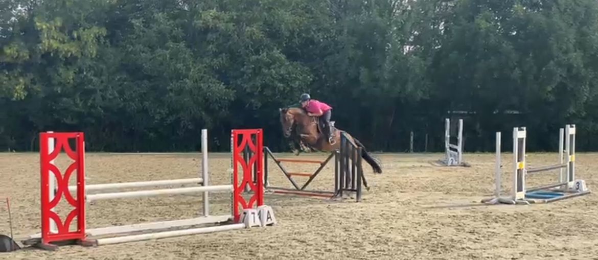 zangersheide springpaard merrie 13 jaar donkerbruin te koop - Foto 4