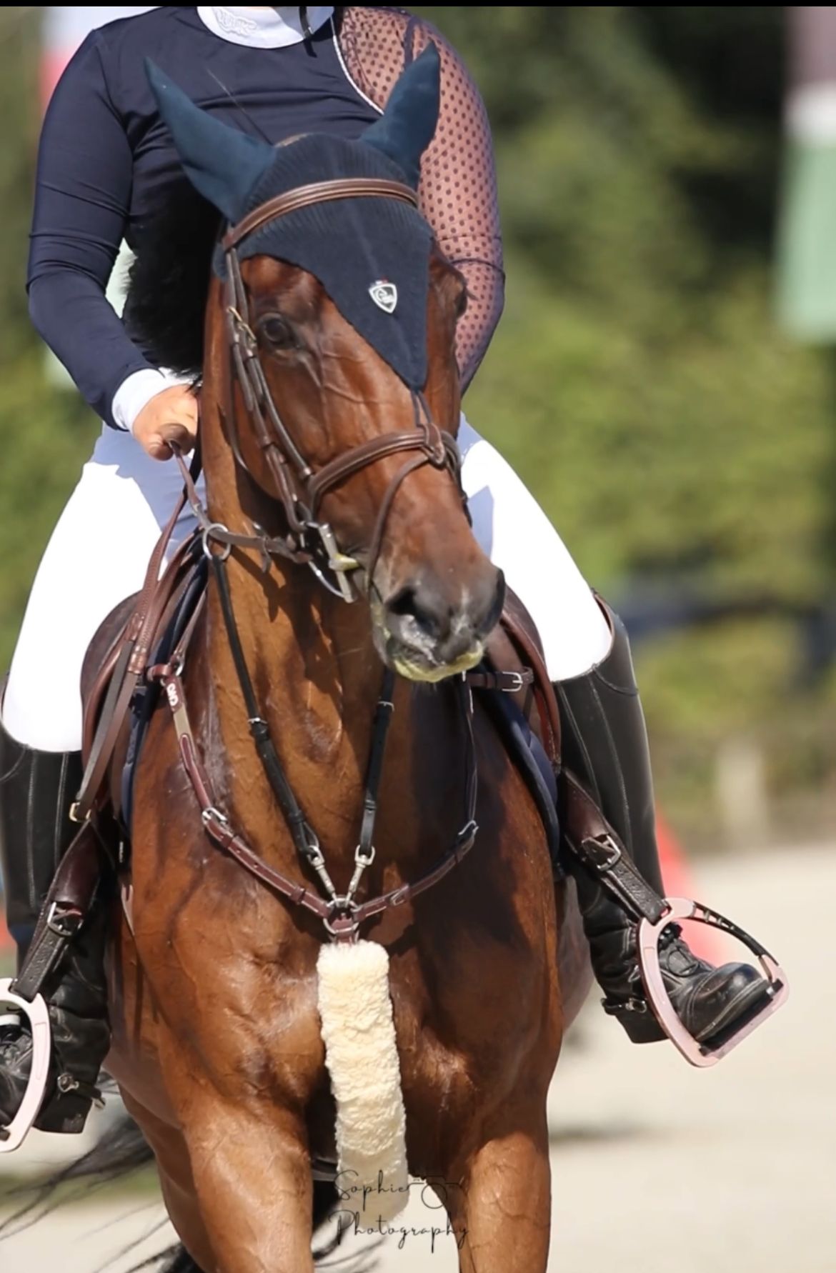 zangersheide springpaard merrie 13 jaar donkerbruin te koop - Foto 5