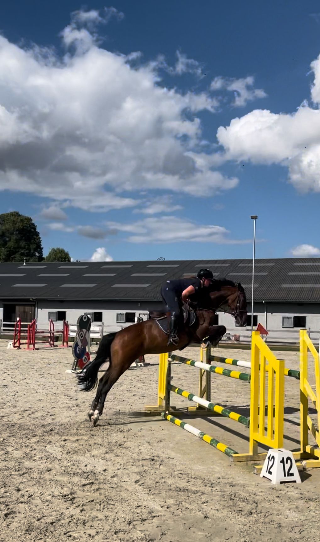 zangersheide springpaard merrie 13 jaar donkerbruin te koop - Foto 2