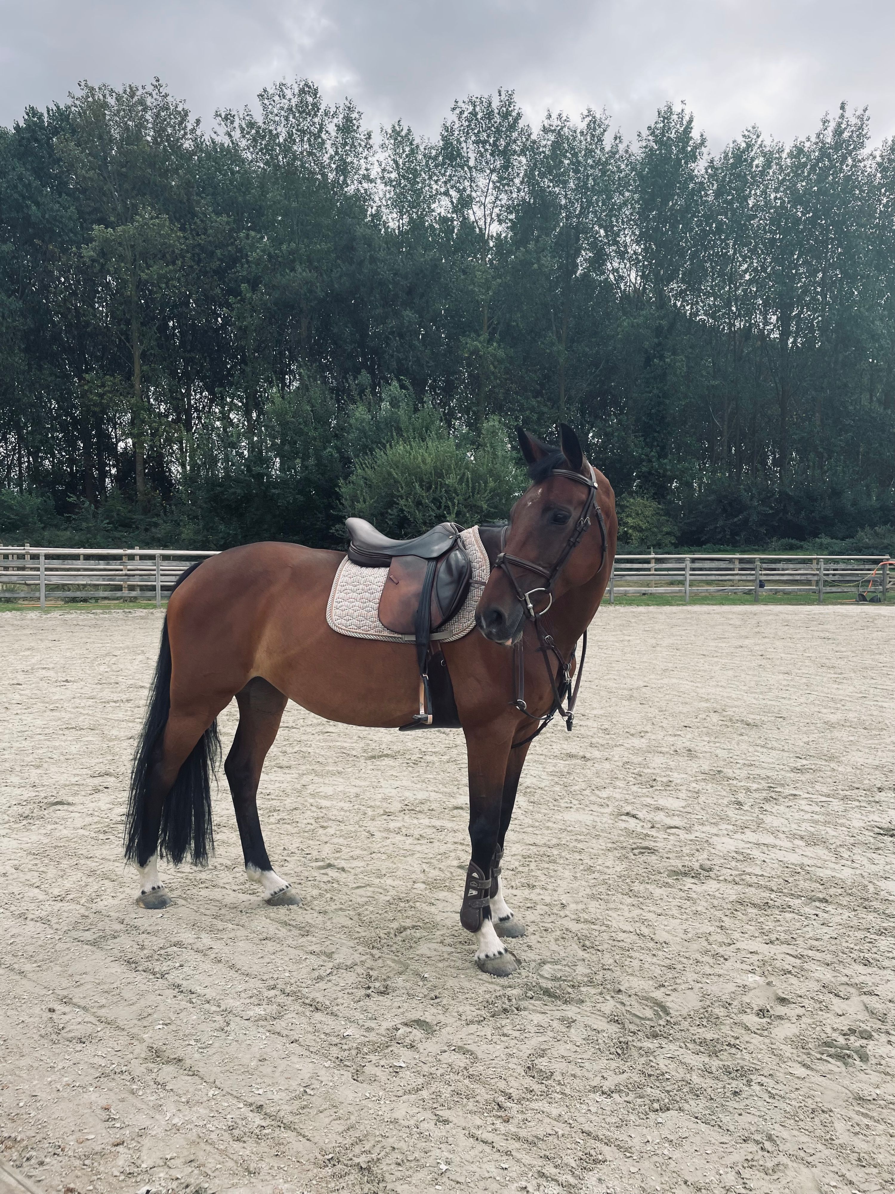 zangersheide springpaard merrie 13 jaar donkerbruin te koop - Foto 6