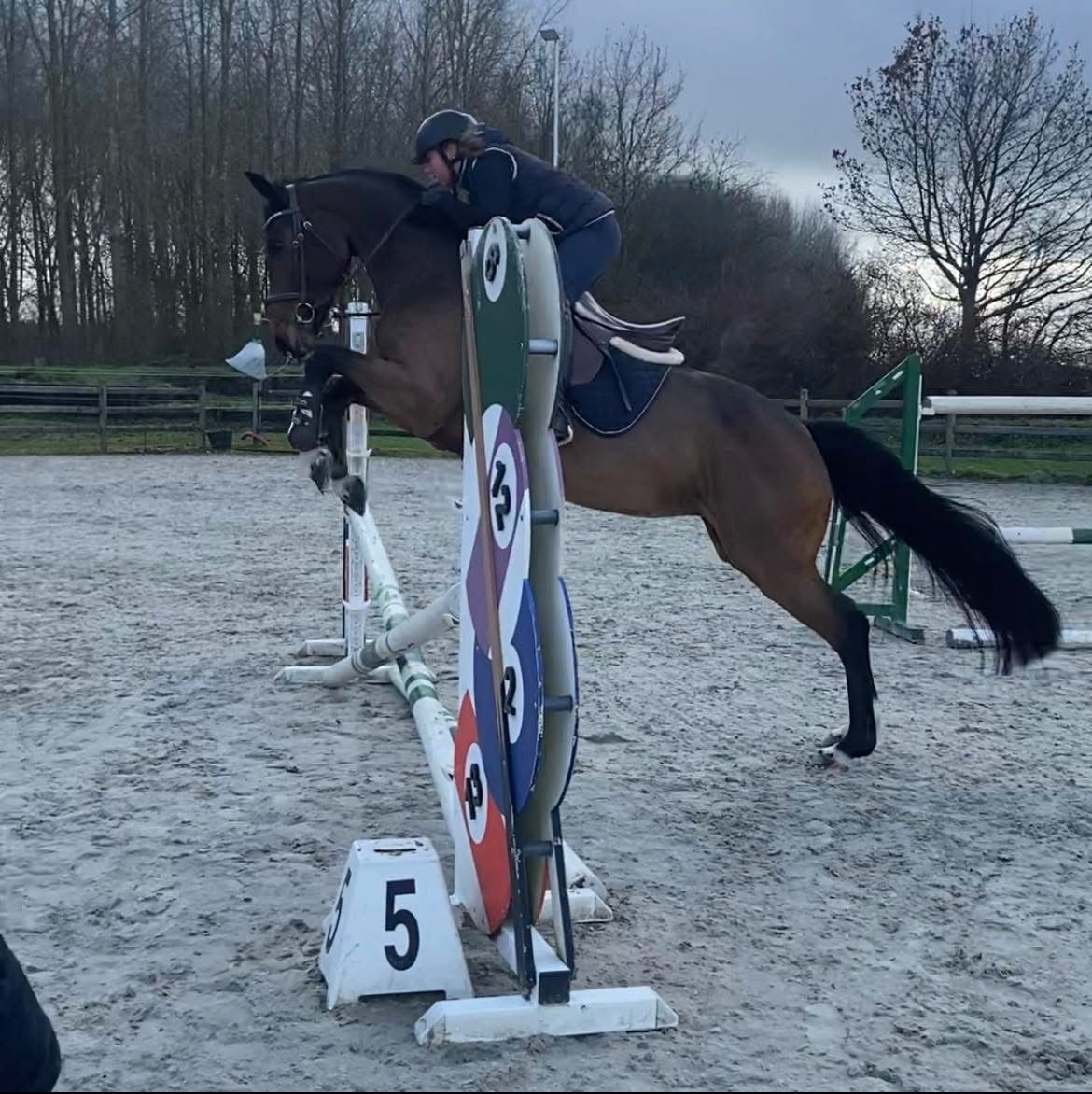 zangersheide springpaard merrie 13 jaar donkerbruin te koop - Foto 3