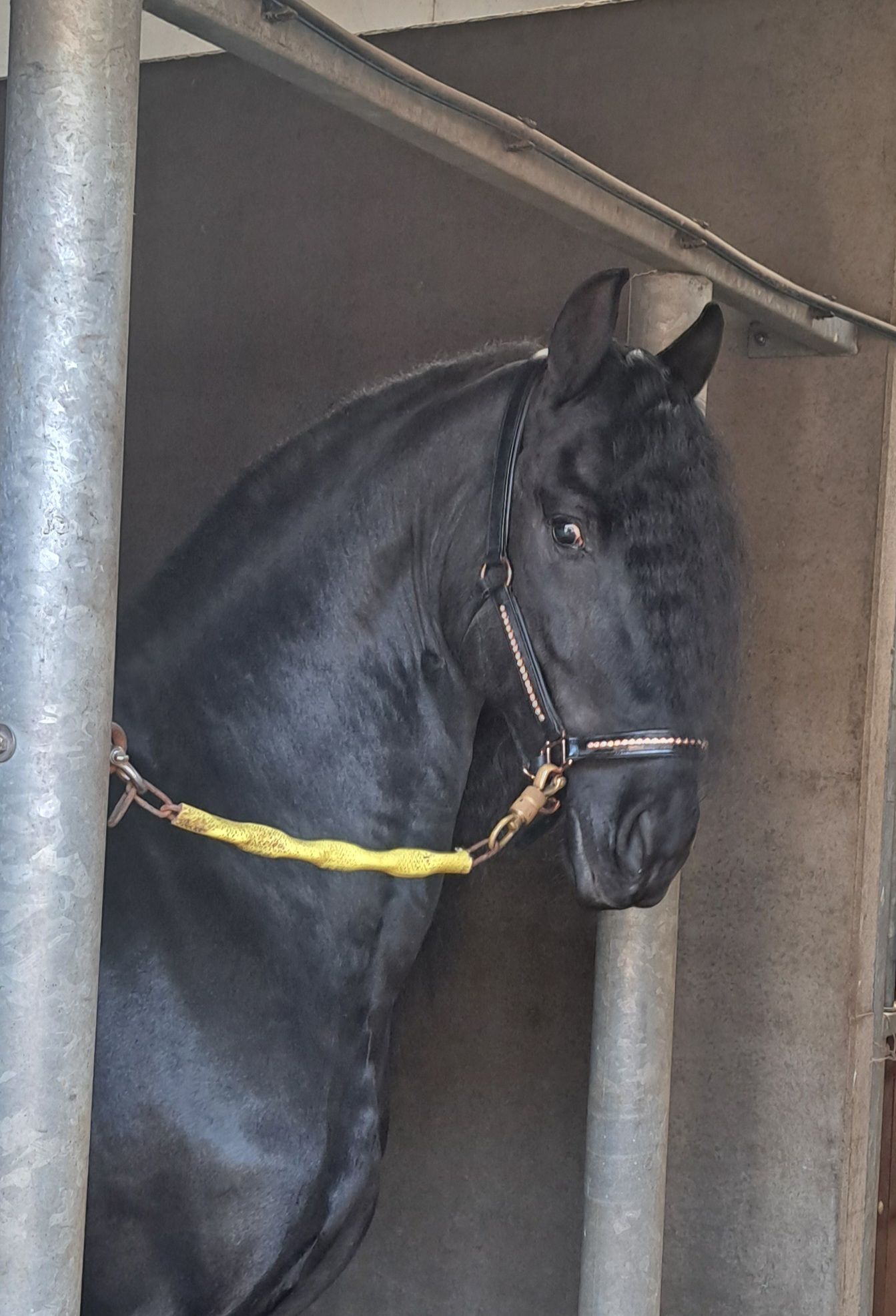 Bloed mooie 6 jarige frieze hengst