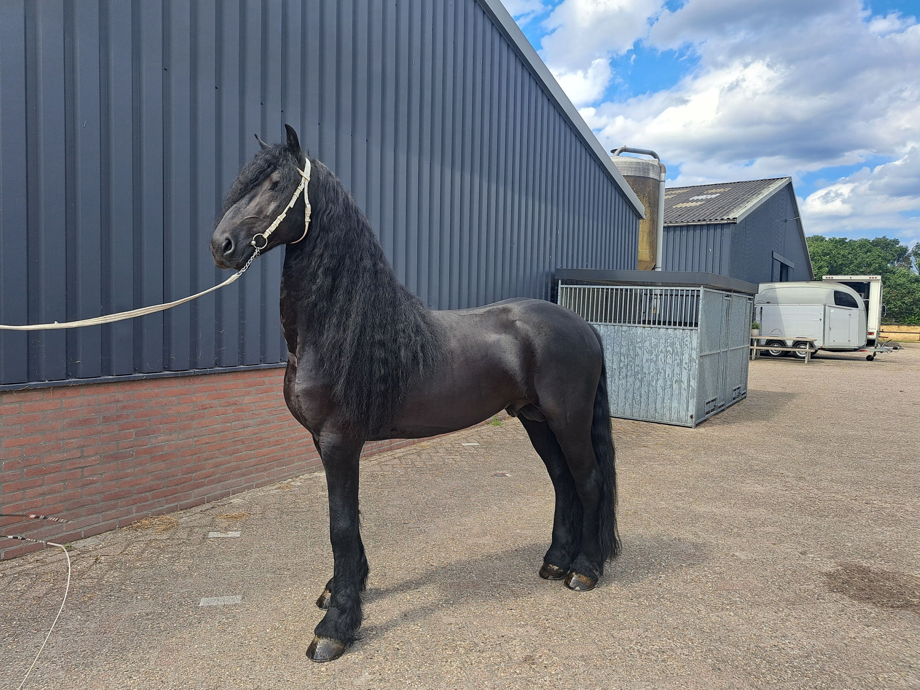 fries hengst 6 jaar zwart te koop - Foto 2