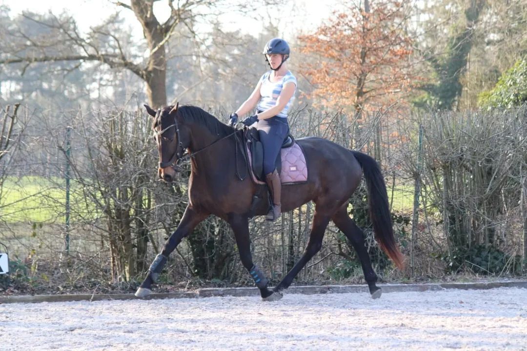 kwpn dressuurpaard merrie 8 ans donkerbruin à vendre - Photo 2
