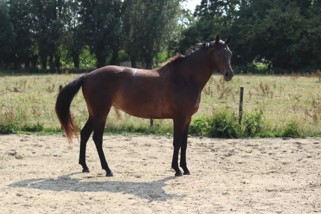 kwpn dressuurpaard merrie 8 ans donkerbruin à vendre - Photo 3