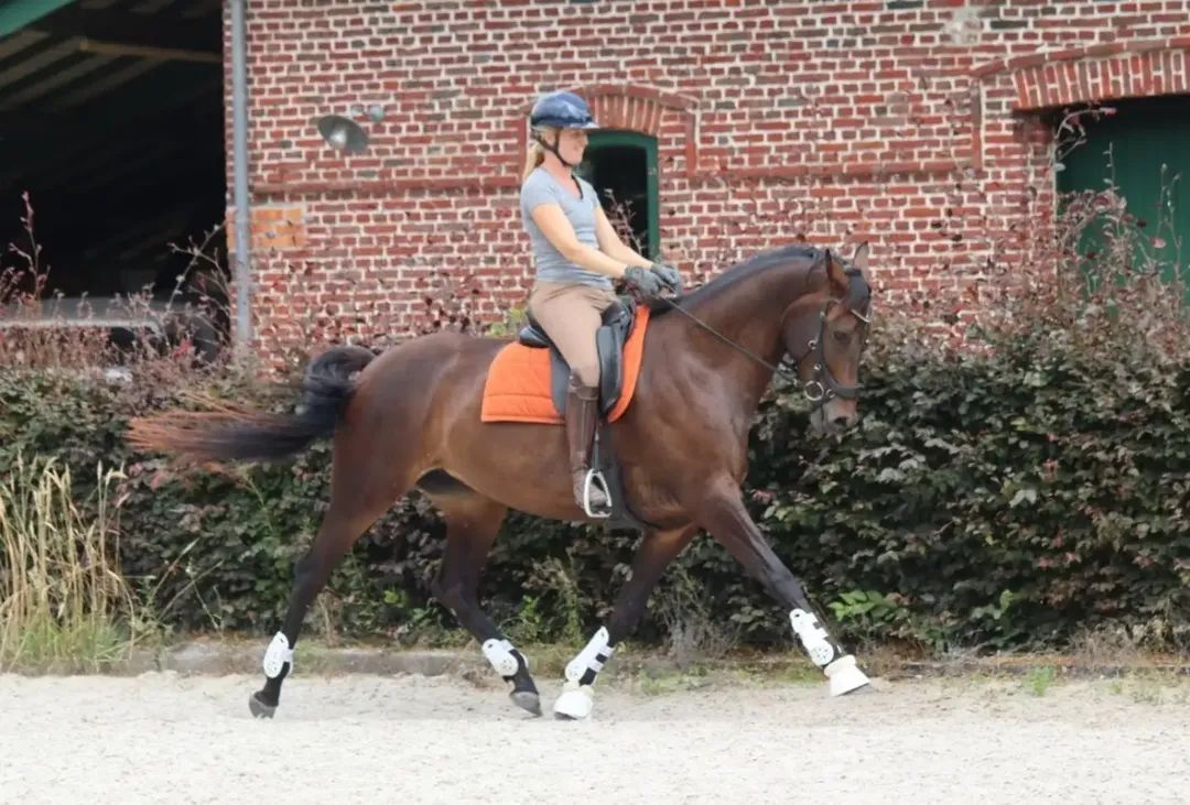 kwpn dressuurpaard merrie 8 ans donkerbruin à vendre - Photo 6