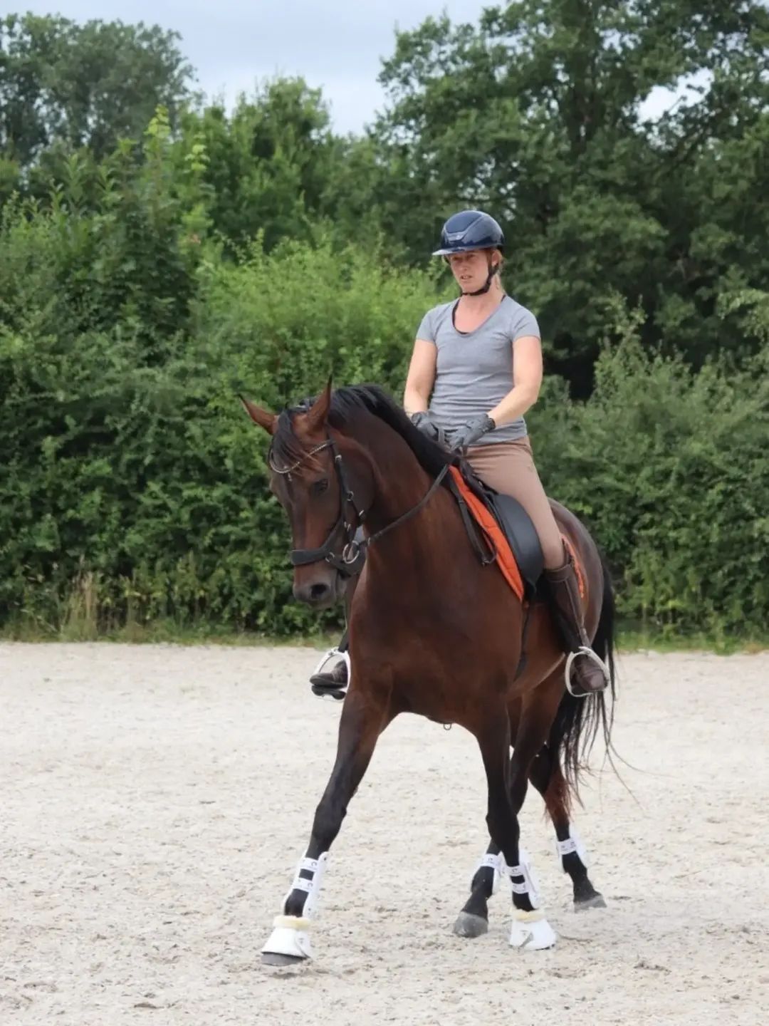kwpn dressuurpaard merrie 8 ans donkerbruin à vendre - Photo 5