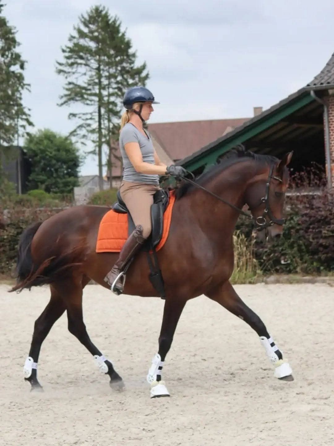 kwpn dressuurpaard merrie 8 ans donkerbruin à vendre - Photo 4