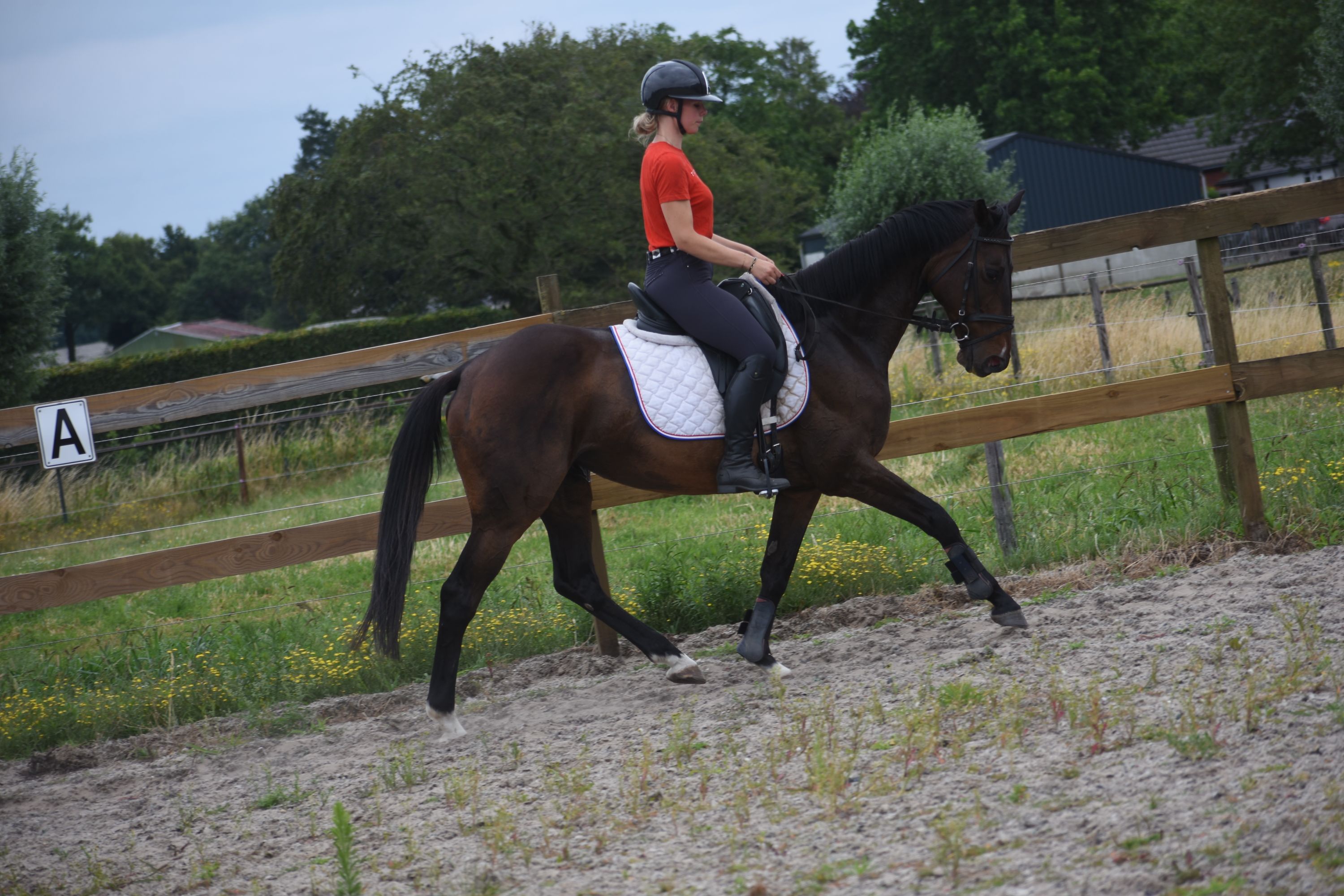recreatie-paard merrie 10 Jahre alt donkerbruin zu verkaufen - Foto 6