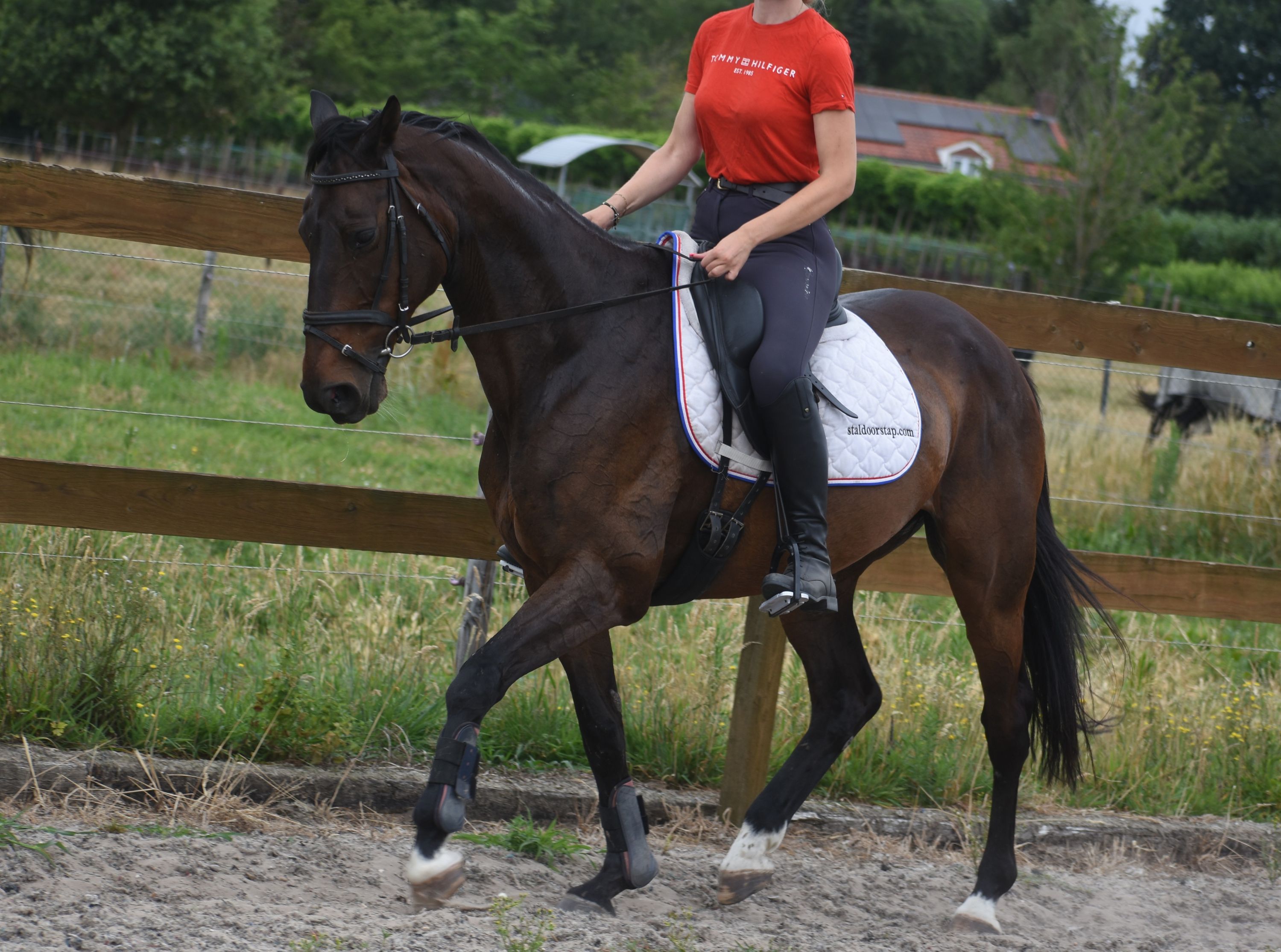 recreatie-paard merrie 10 Jahre alt donkerbruin zu verkaufen - Foto 3