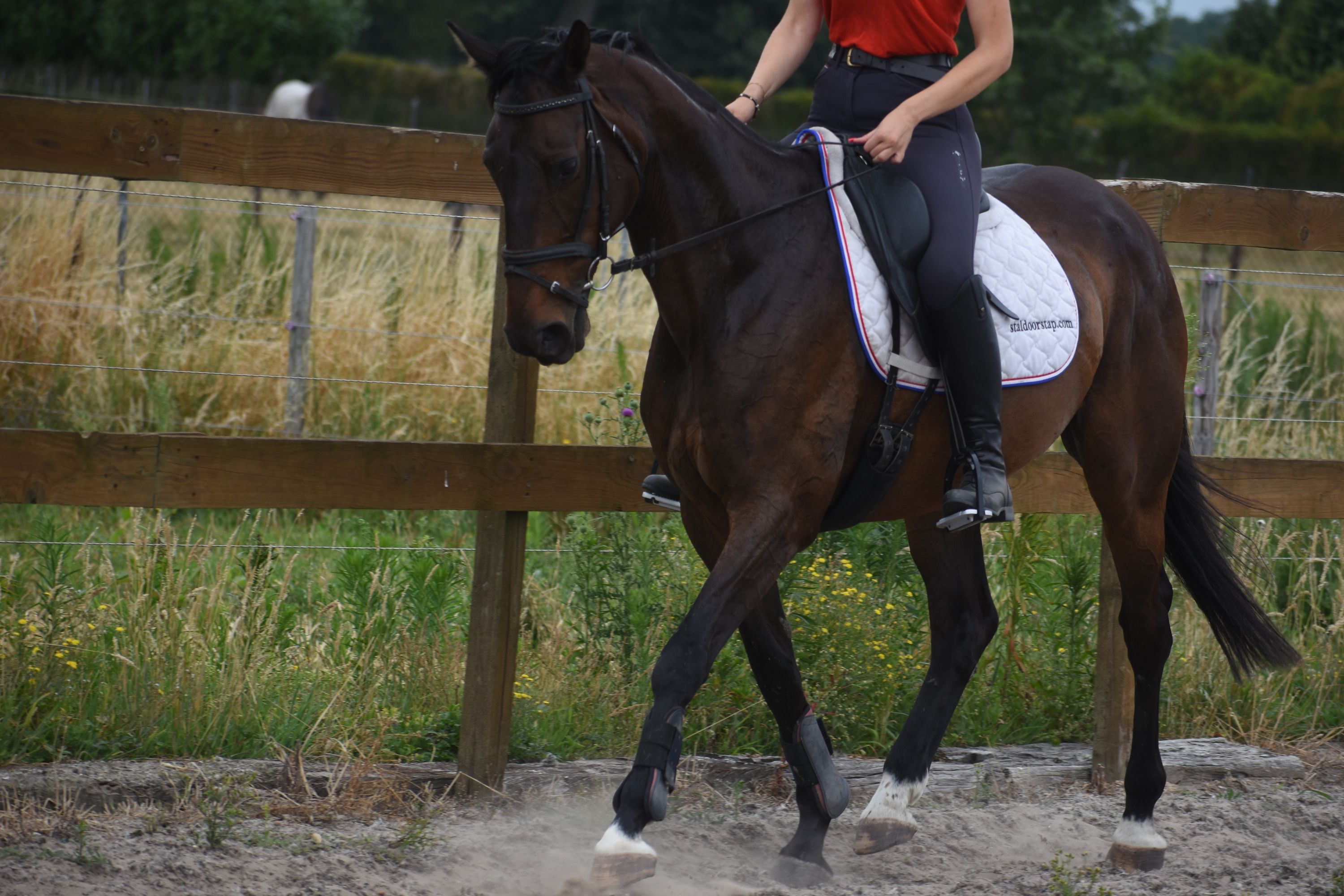 recreatie-paard merrie 10 Jahre alt donkerbruin zu verkaufen - Foto 4