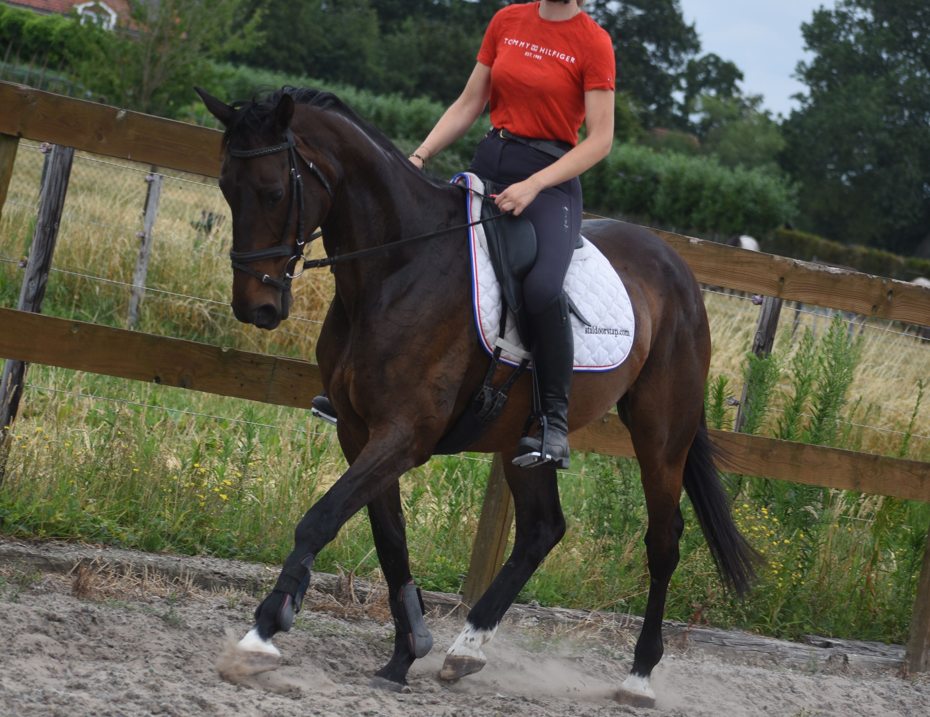 recreatie-paard merrie 10 Jahre alt donkerbruin zu verkaufen - Foto 5