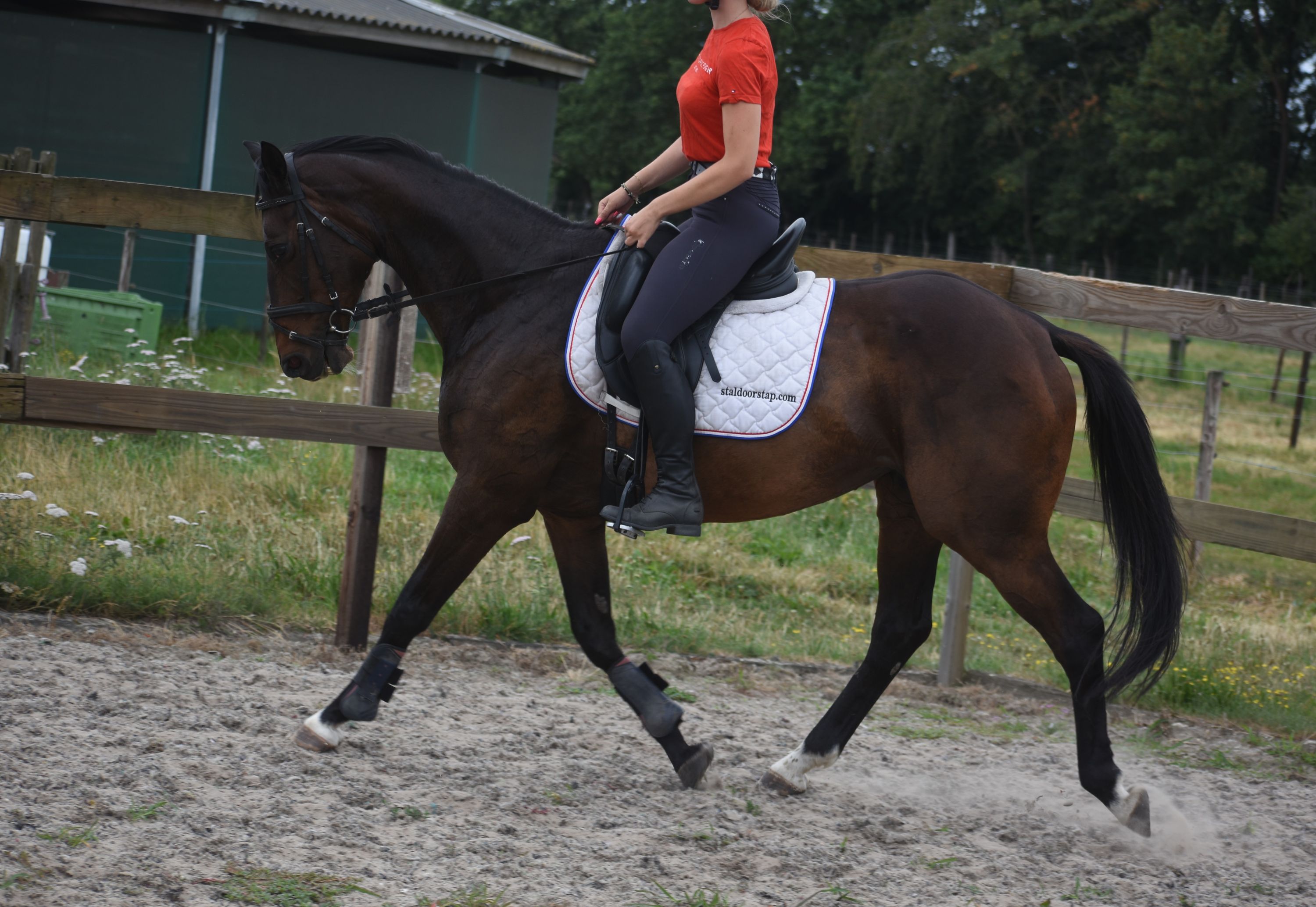 recreatie-paard merrie 10 Jahre alt donkerbruin zu verkaufen - Foto 2
