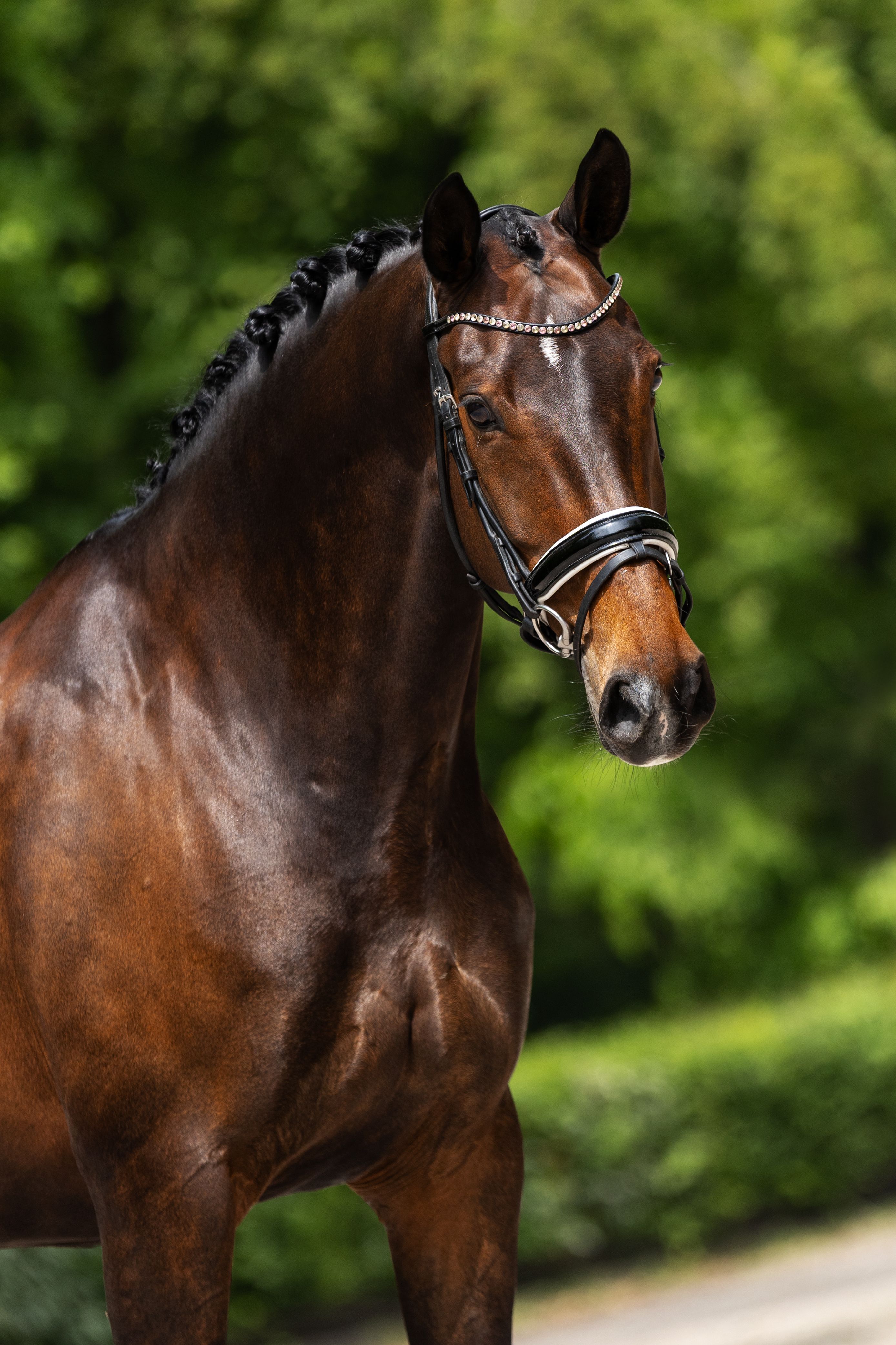 oldenburg dressuurpaard merrie 13 岁 donkerbruin 出售 - 照片 2