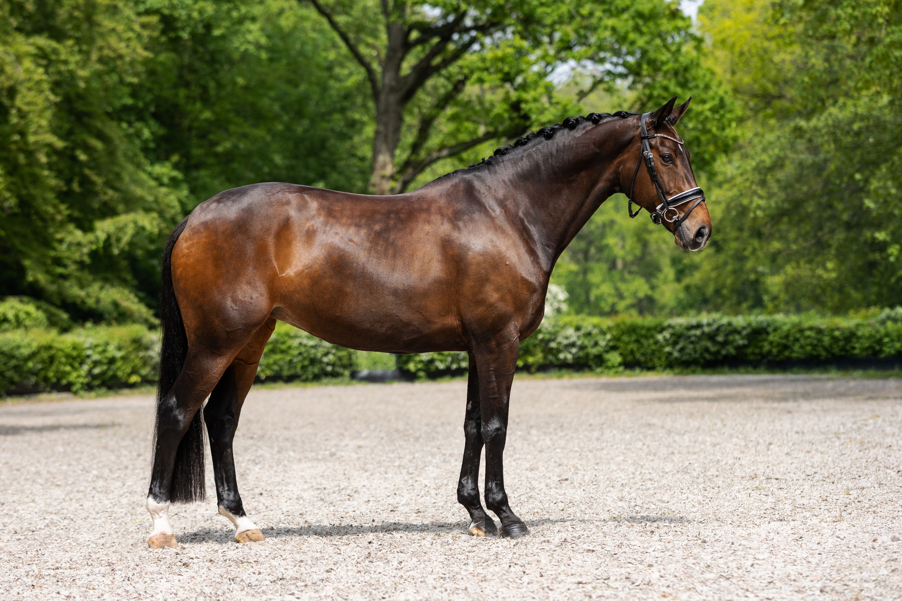 oldenburg dressuurpaard merrie 13 岁 donkerbruin 出售 - 照片 3