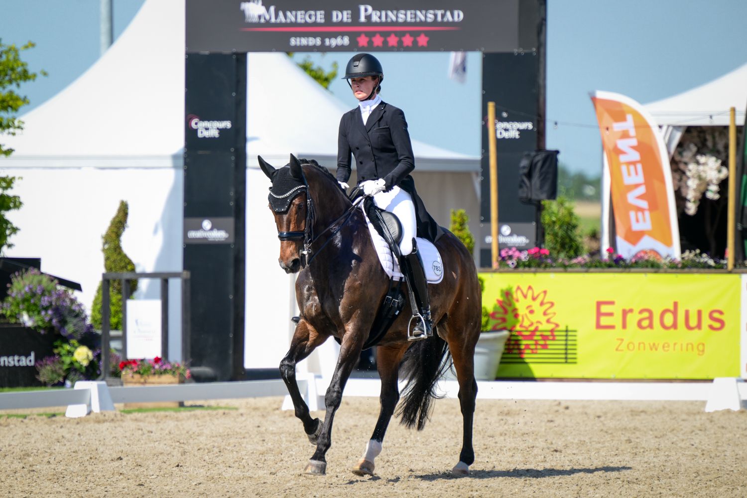 oldenburg dressuurpaard merrie 13 岁 donkerbruin 出售 - 照片 4