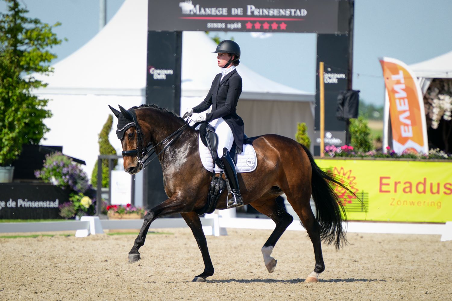 oldenburg dressuurpaard merrie 13 岁 donkerbruin 出售 - 照片 5