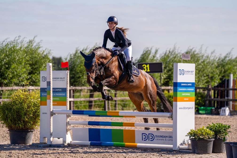 oldenburg dressuurpaard merrie 13 岁 donkerbruin 出售 - 照片 6