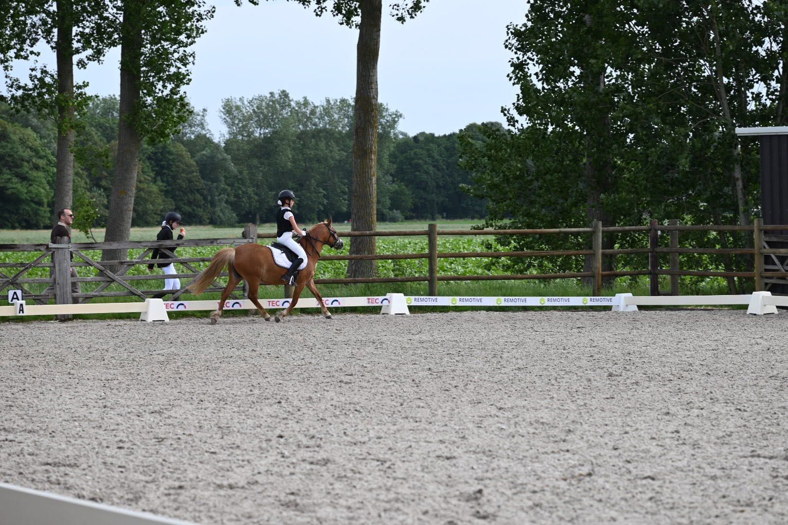 welsh allround-pony merrie 6 år vos till salu - Foto 3