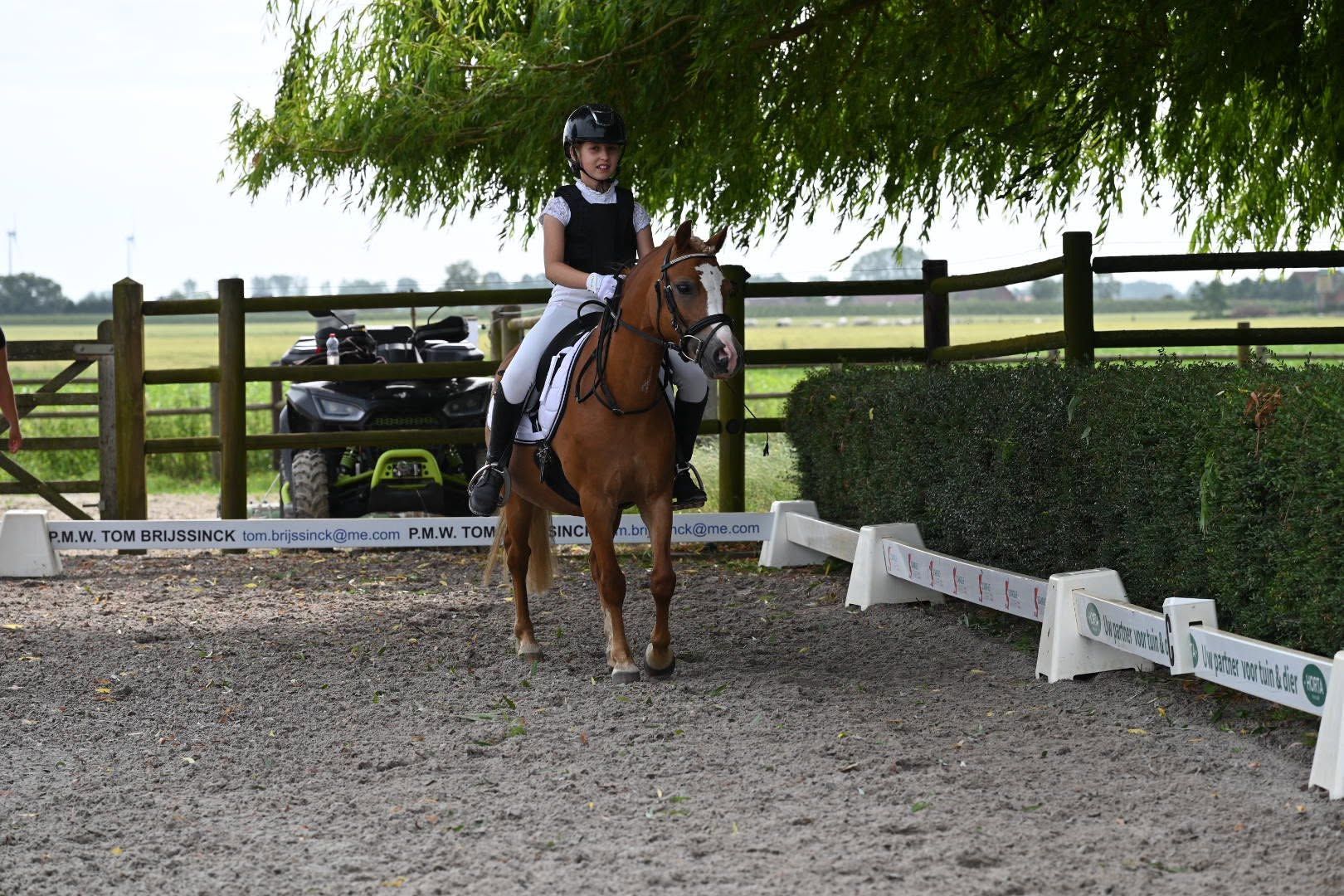 welsh allround-pony merrie 6 år vos till salu - Foto 2