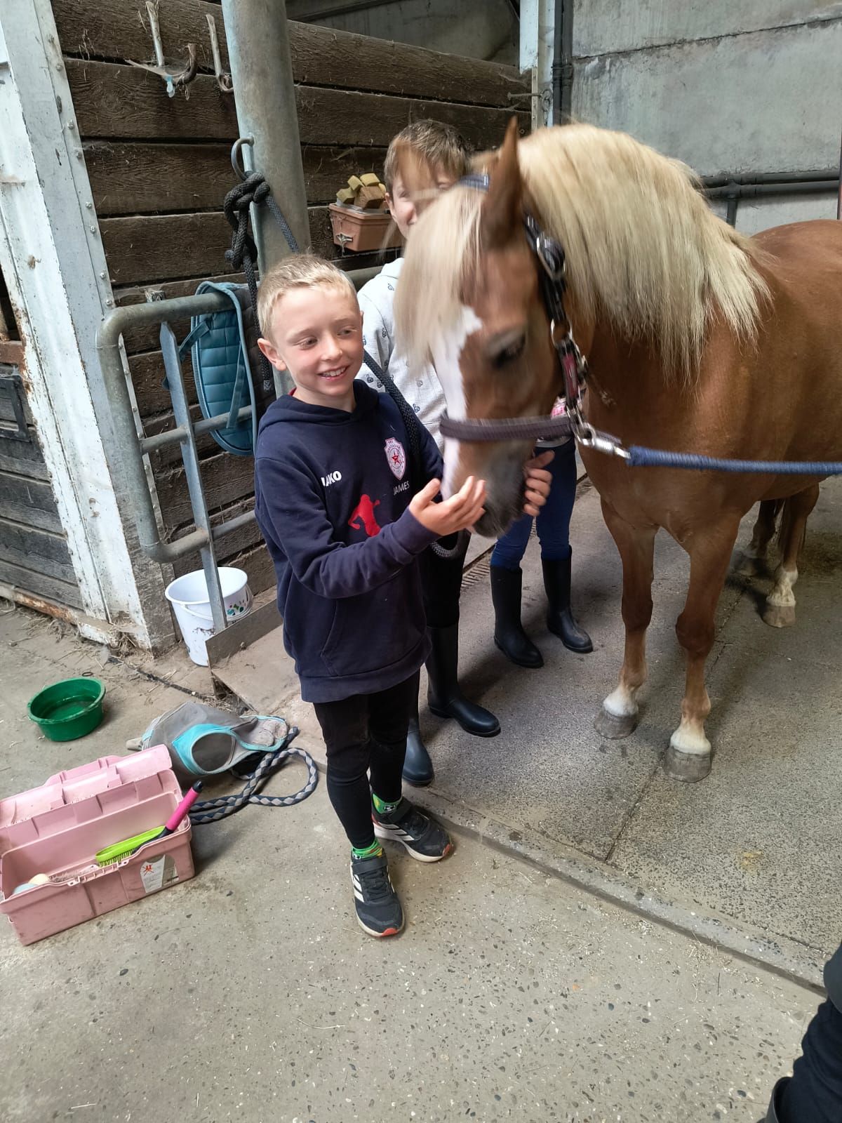 welsh allround-pony merrie 6 år vos till salu - Foto 4