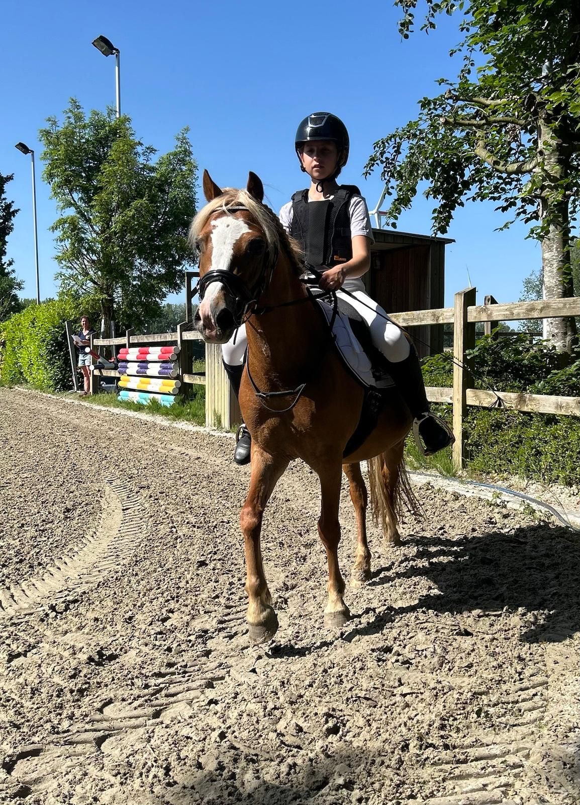 welsh allround-pony merrie 6 år vos till salu - Foto 5