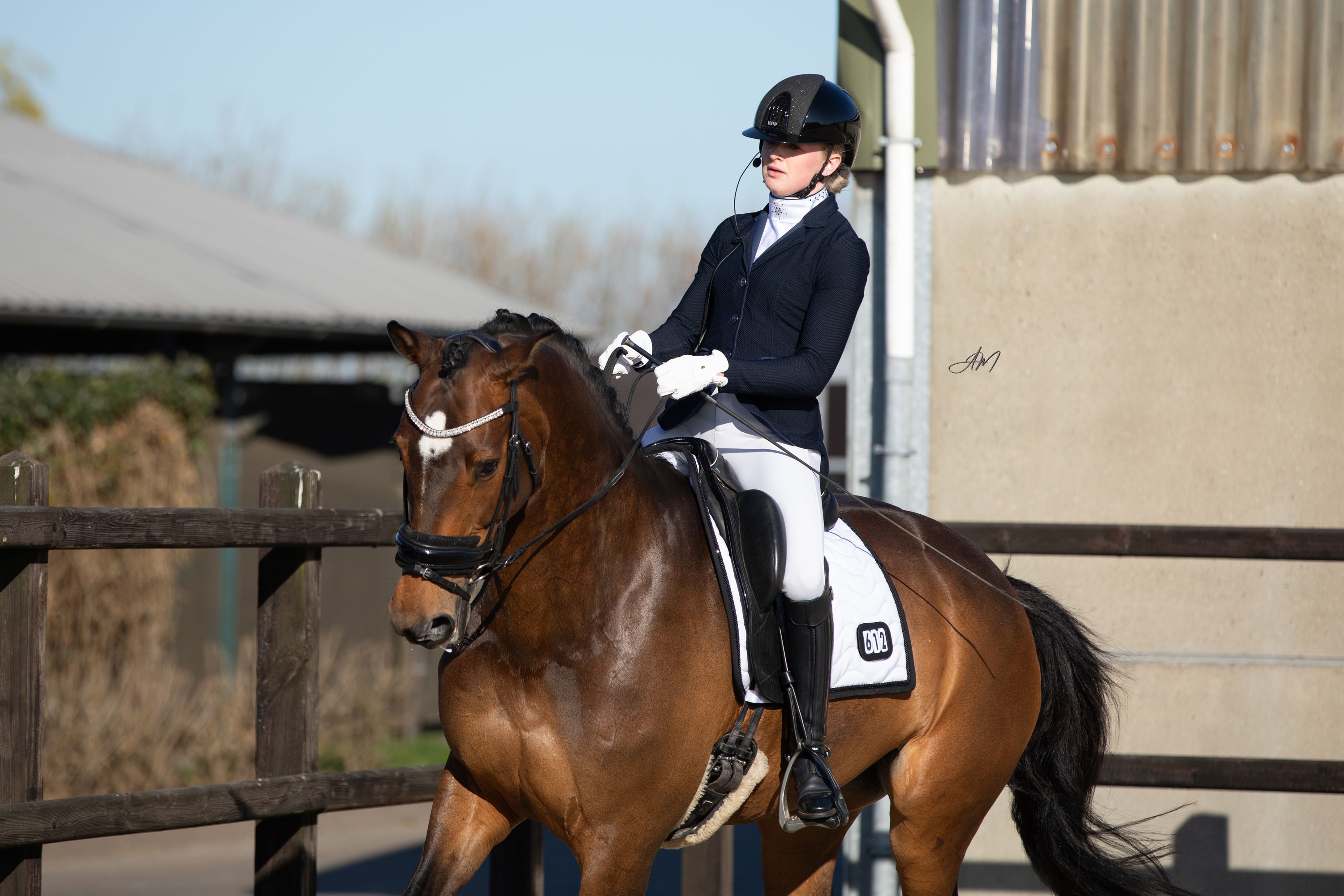kwpn dressuurpaard merrie 13 Jahre alt bruin zu verkaufen - Foto 4