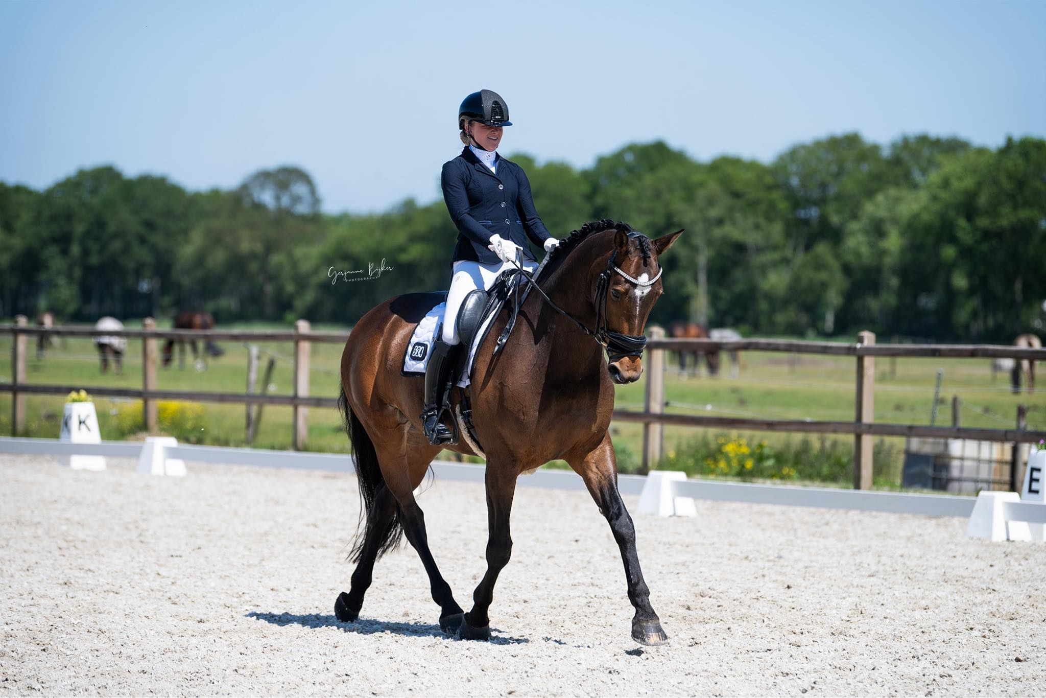 kwpn dressuurpaard merrie 13 Jahre alt bruin zu verkaufen - Hauptfoto