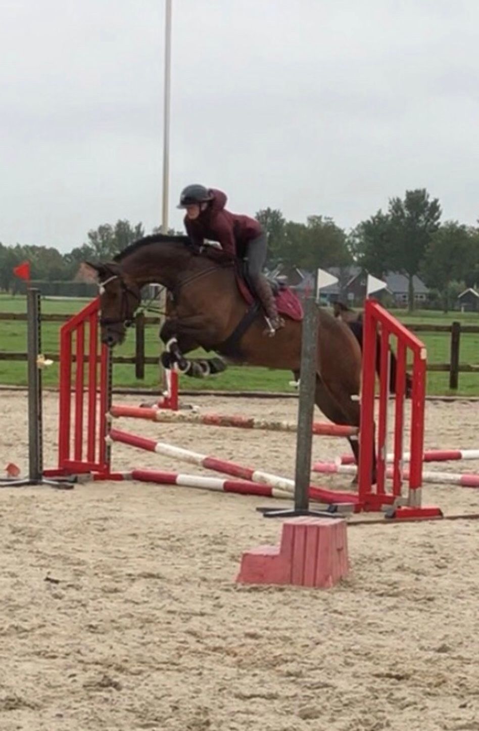 kwpn dressuurpaard merrie 13 Jahre alt bruin zu verkaufen - Foto 6