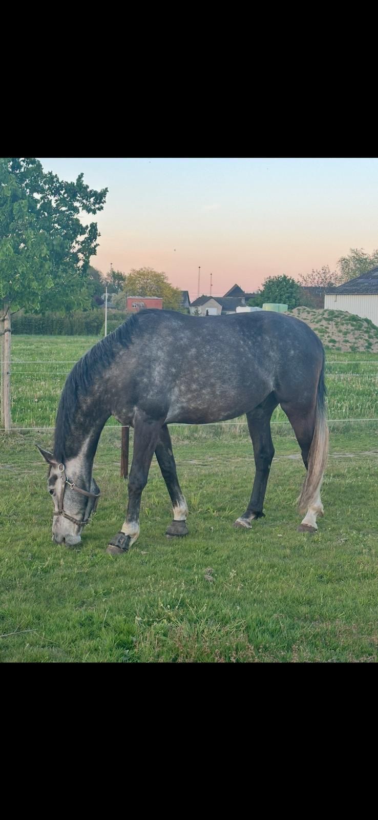 bwp dressuurpaard ruin 6 years old schimmel for sale - Photo 2
